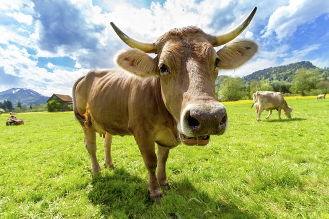 If all animals could suddenly speak, would you still eat meat?
