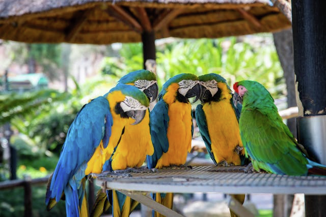 Parrots who snitch & genital ultrasounds in an apartment.