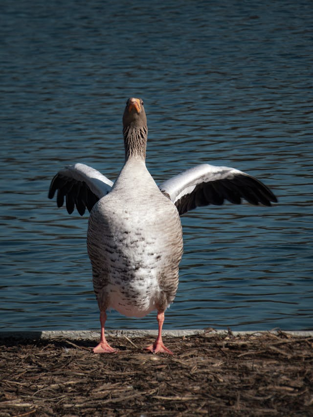Aggressive goose. Friday the 13th. 1/3rd of people think the world will end during their lifetime.