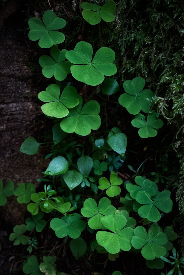 Leprechaun movies & St. Paddy's Day stuff!