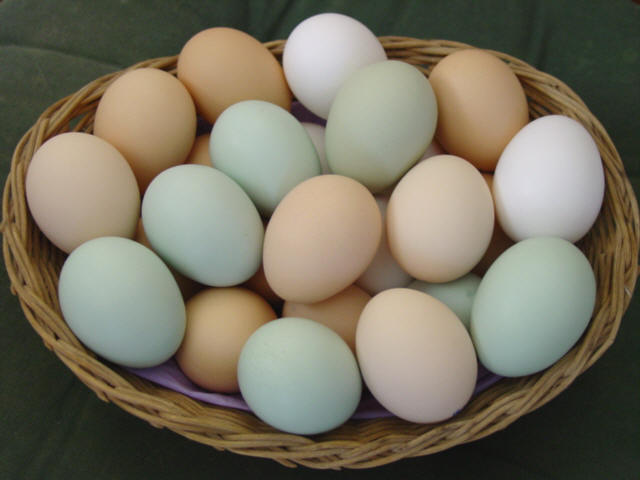 Eggs/National Beer Day/Fact or Bullcrap/How Nasty Are you? episode artwork