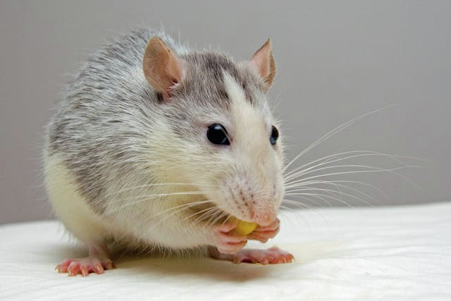 Are you "rodent-handsome"?