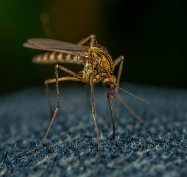 Signs you've "made it". Doc's Racing Report. Mosquitos are attracted to DEET?