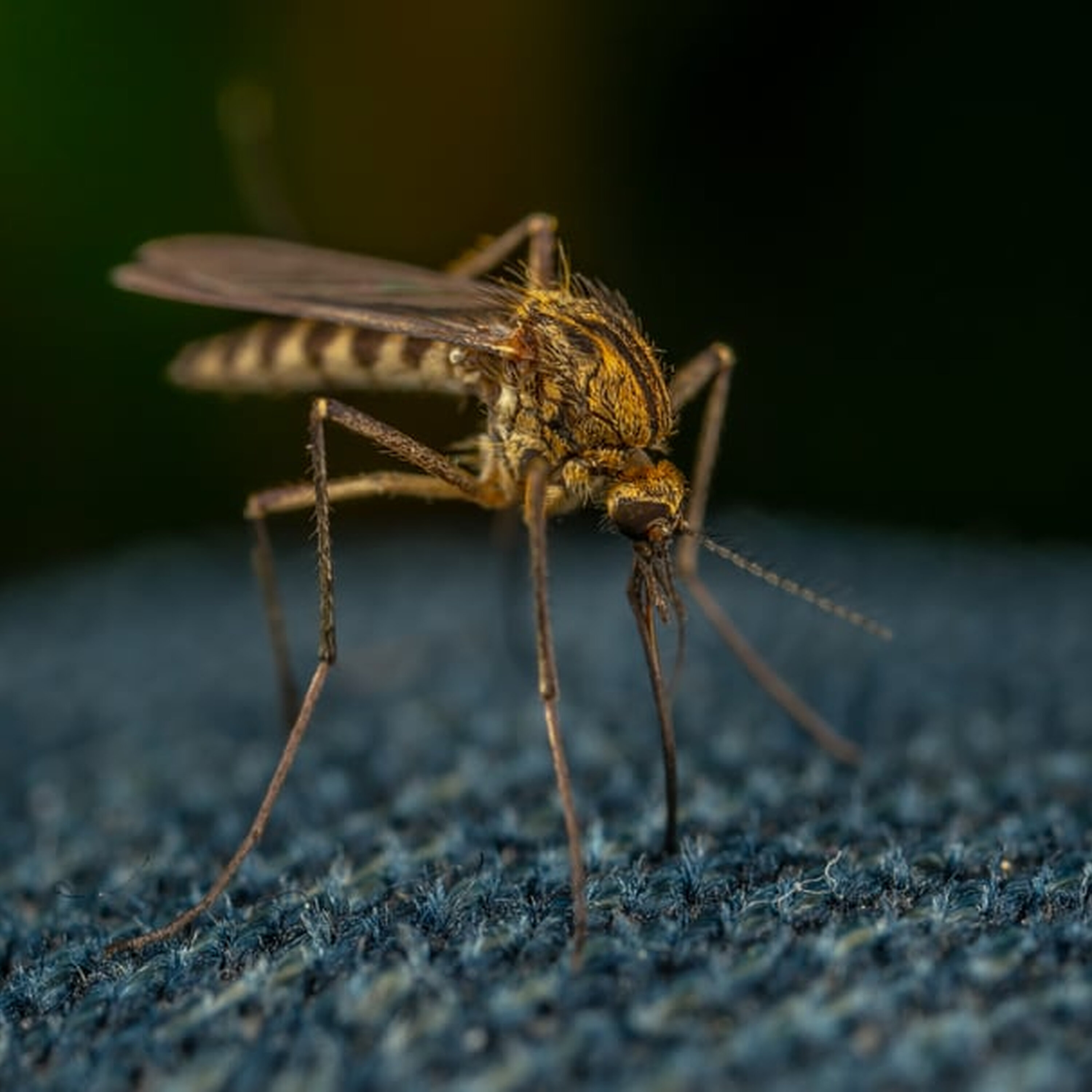 Signs you've "made it". Doc's Racing Report. Mosquitos are attracted to DEET? episode artwork