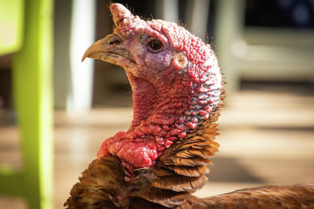 A.I. toys for Xmas. Americans will spend $1,000 on Thanksgiving.