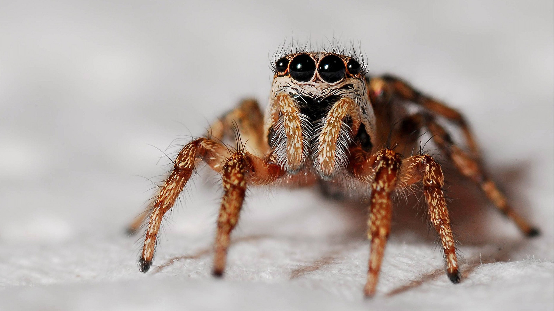 Monday Morning Throwback - Spider bite priapism.