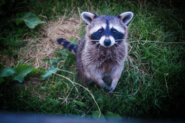 The Delco Deucer & a meth-smoking raccoon.