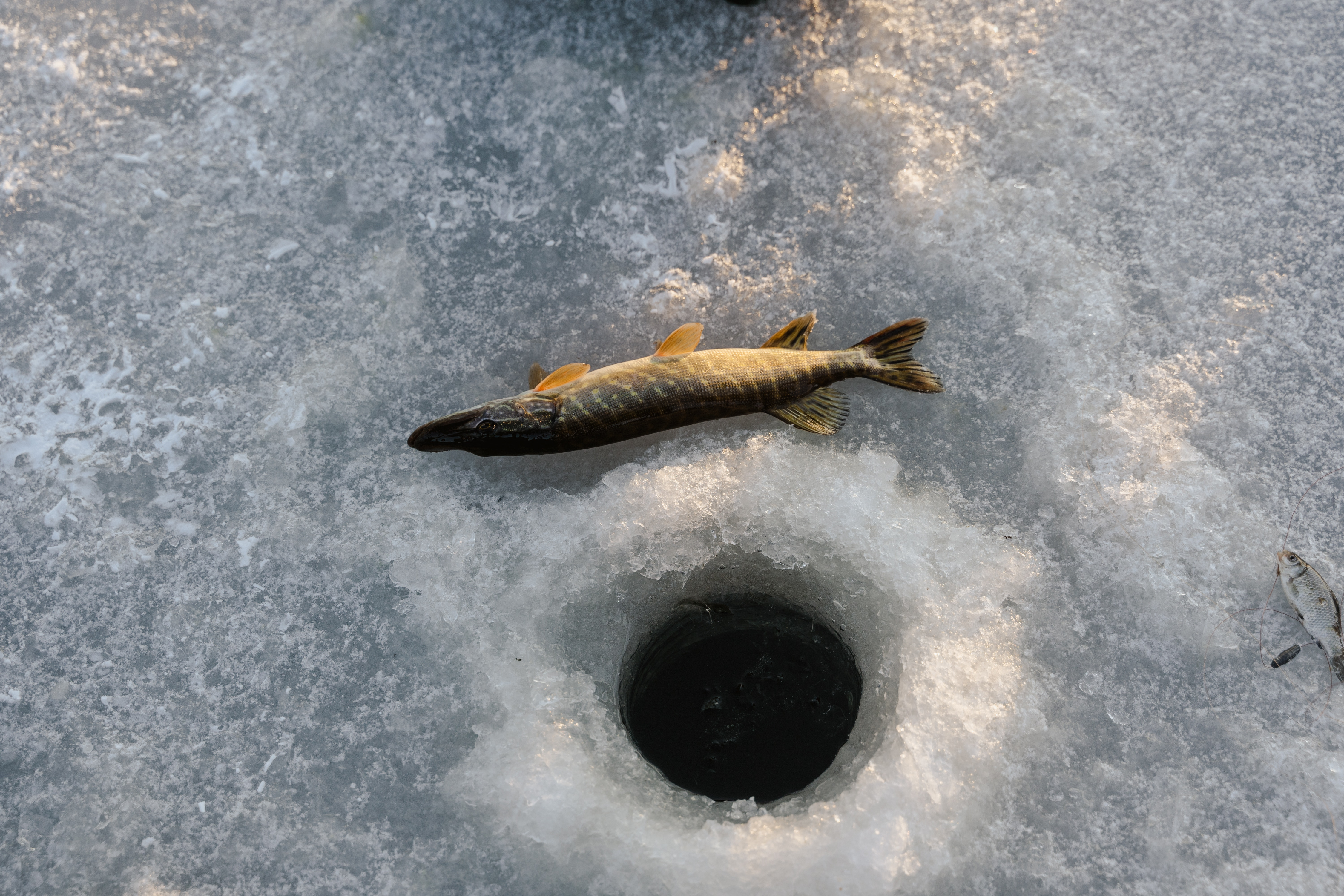 The one with lake trout fishing gone wrong episode artwork