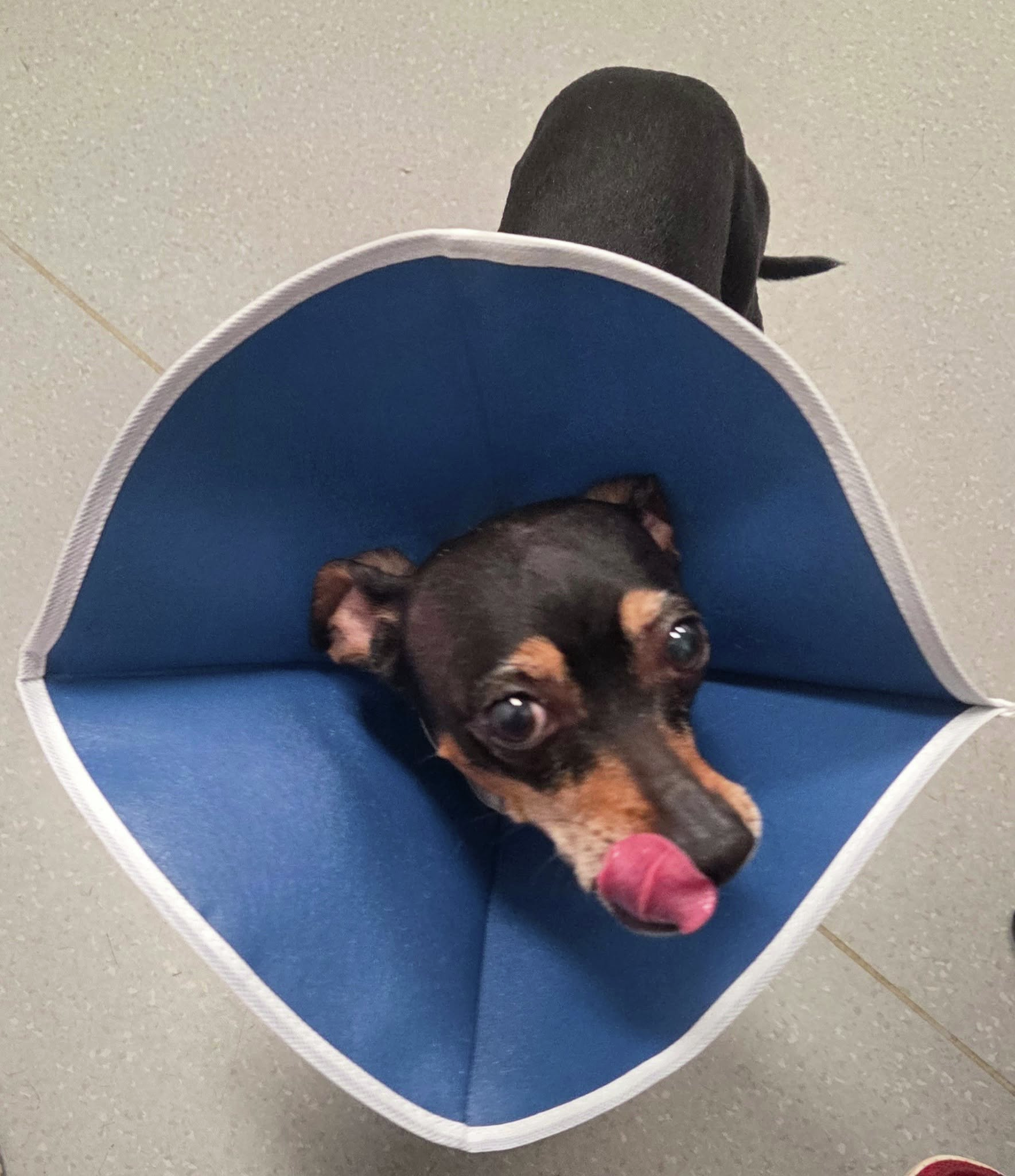 Cone of Shame. Pasta hacks. Seafood paella.