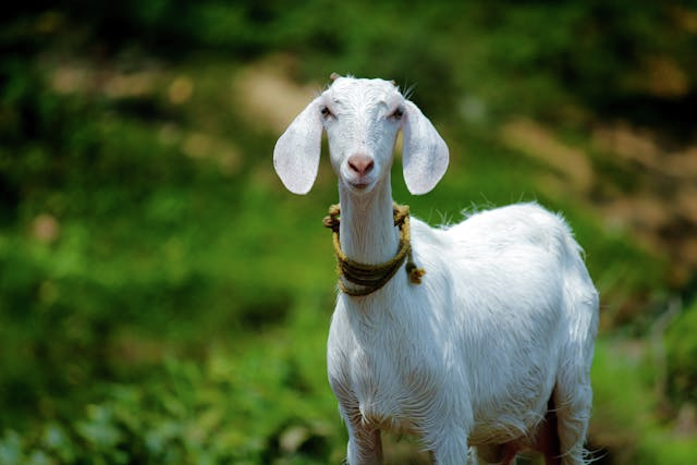 The Monday Morning Throwback - The Running Of The Goats