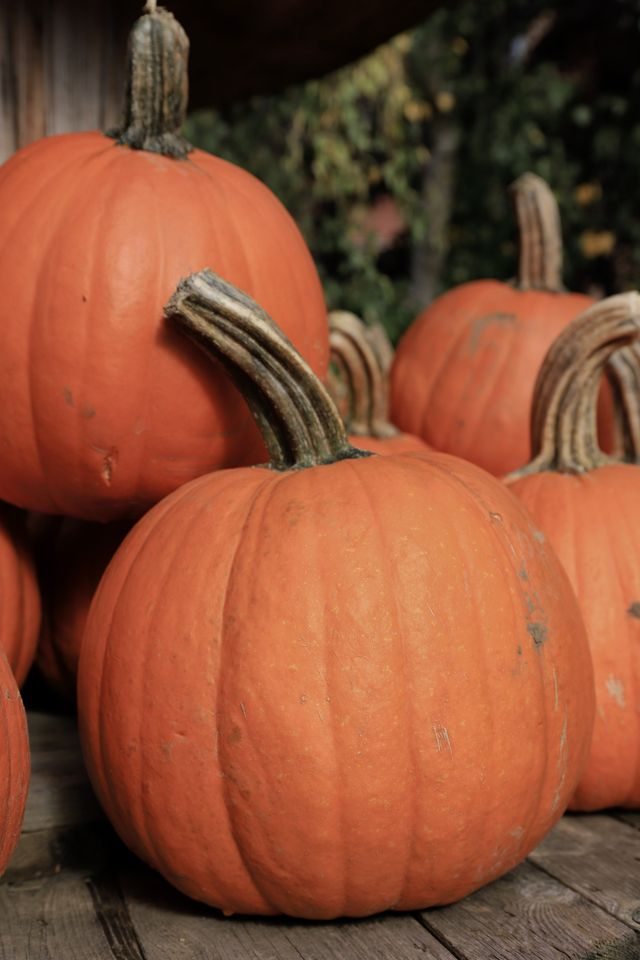 Halloween etiquette. Karen of the Day. Interesting facts about pumpkins on "National Pumpkin Day" episode artwork