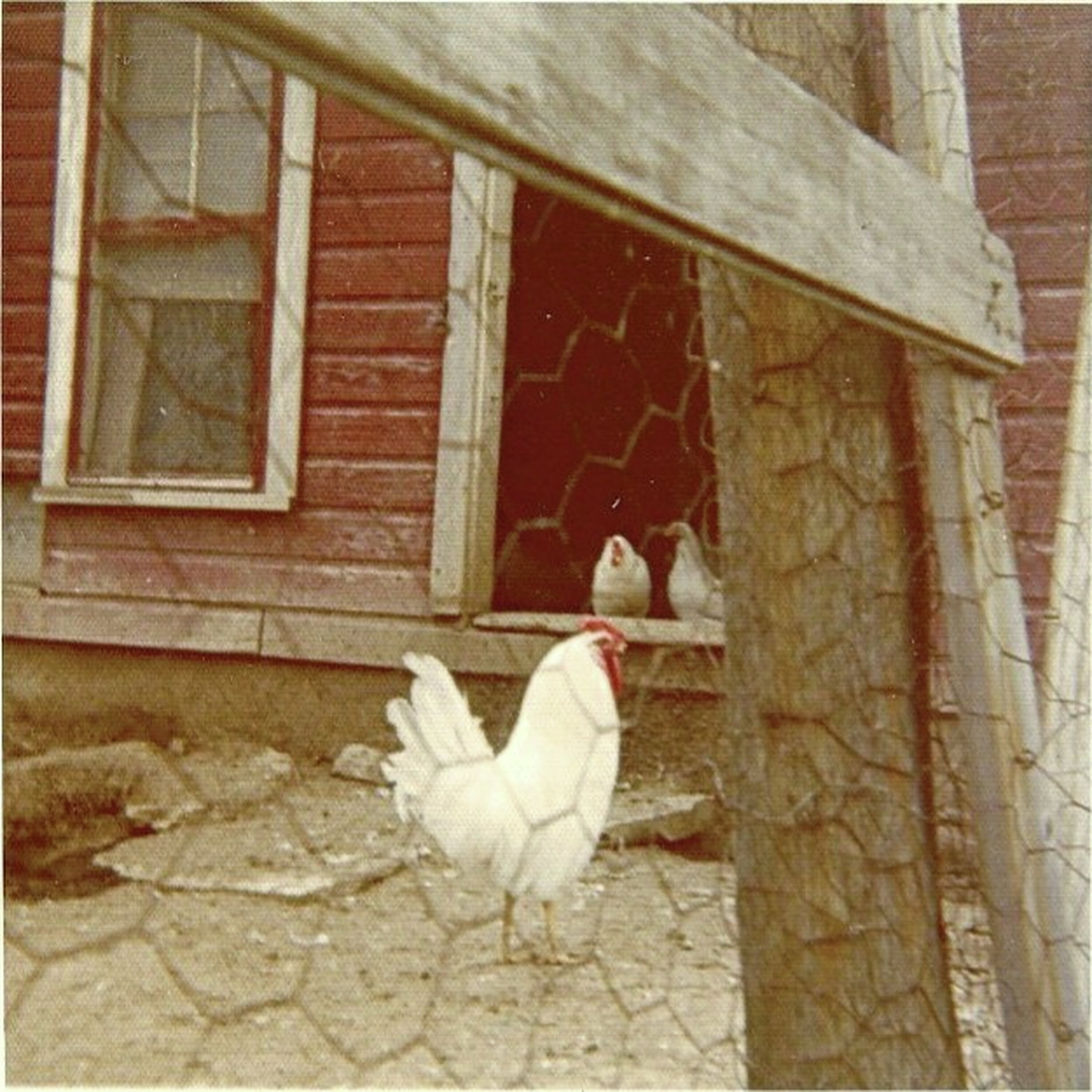 Raising Chickens