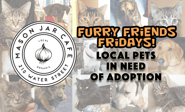 The Mason Jar Cafe Furry Friend of the Week! episode artwork