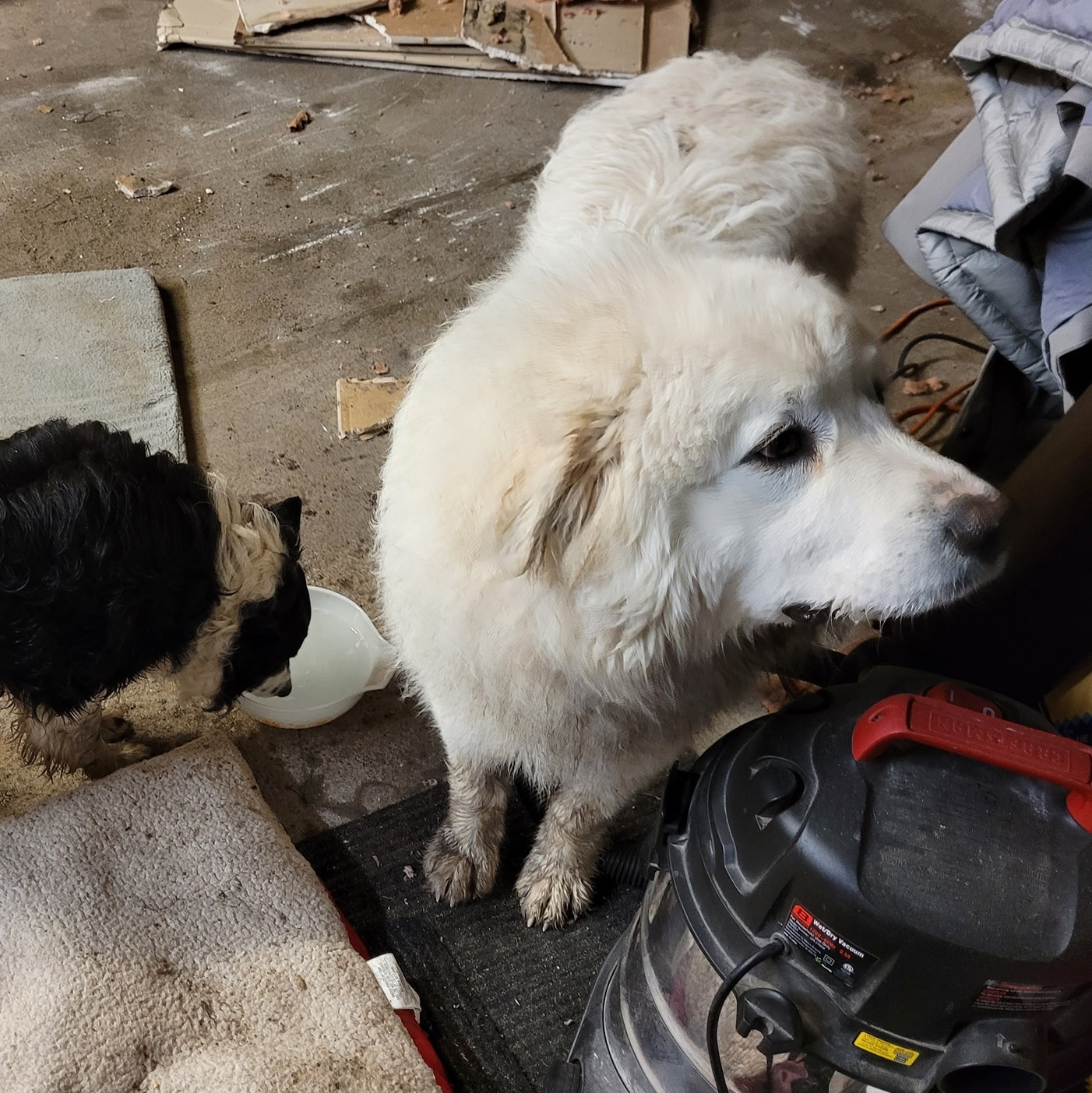 Just saving dogs in the middle of the night