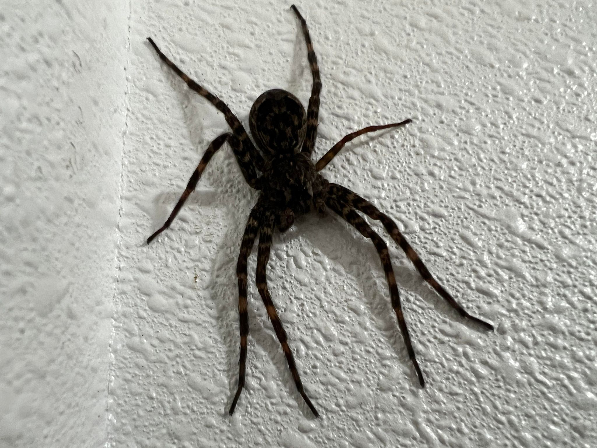 Zombie spiders delivering packages; La Crosse southside shootout, murder hearing