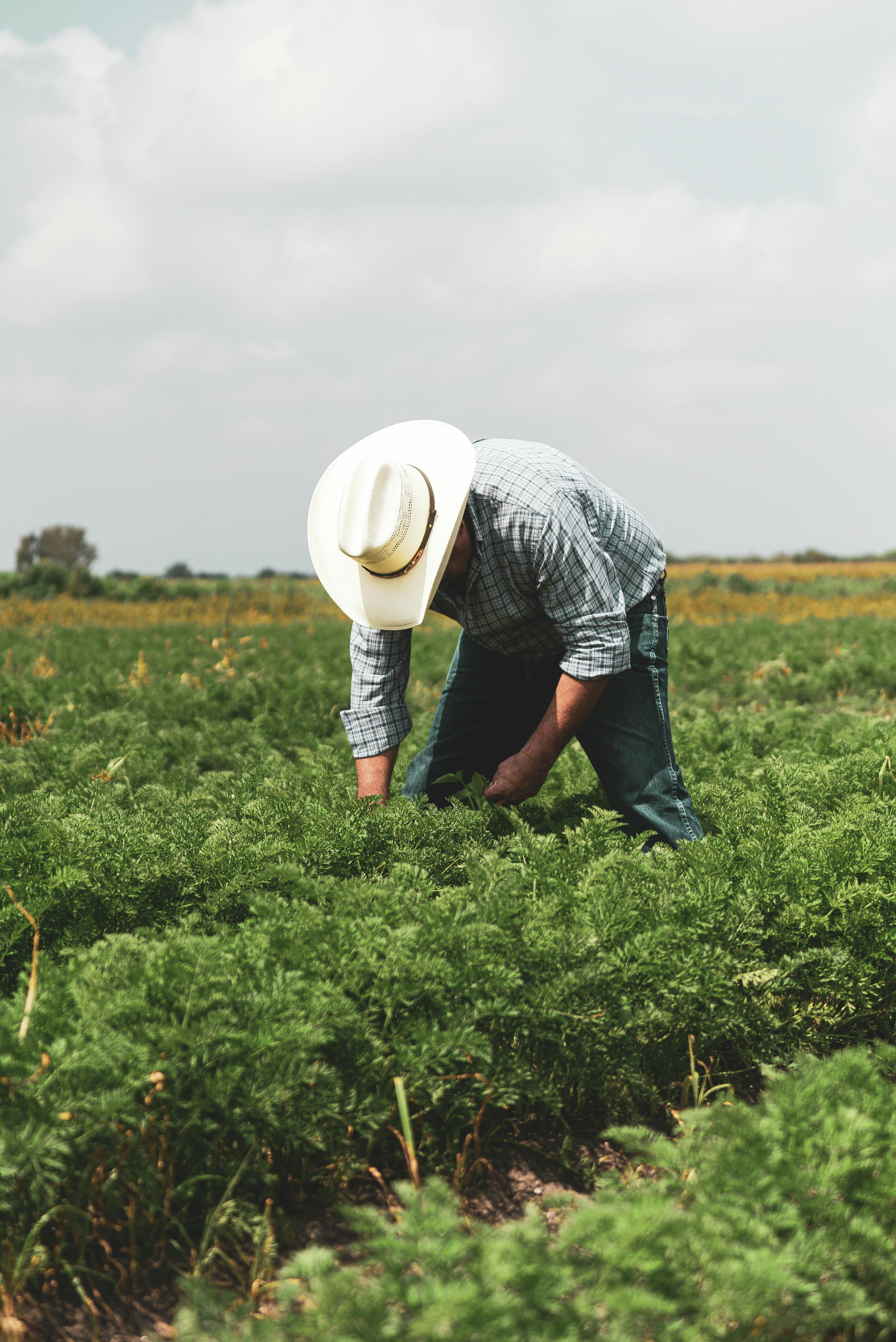 DC Press, Drought, WDE Forage Superbowl, Ag Jobs episode artwork