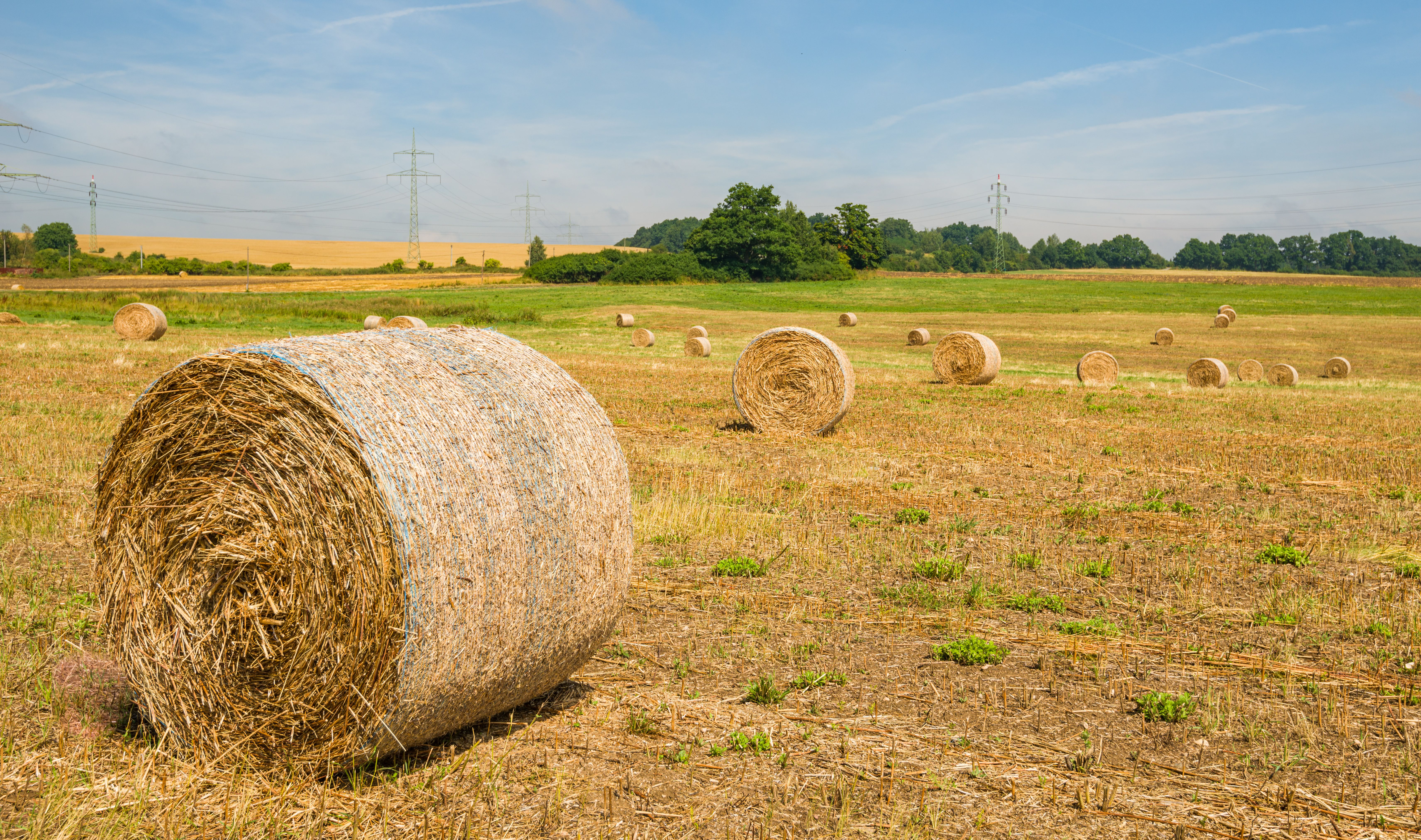 More Barron Fair Hogs & Beef, Hay Harvest Research episode artwork