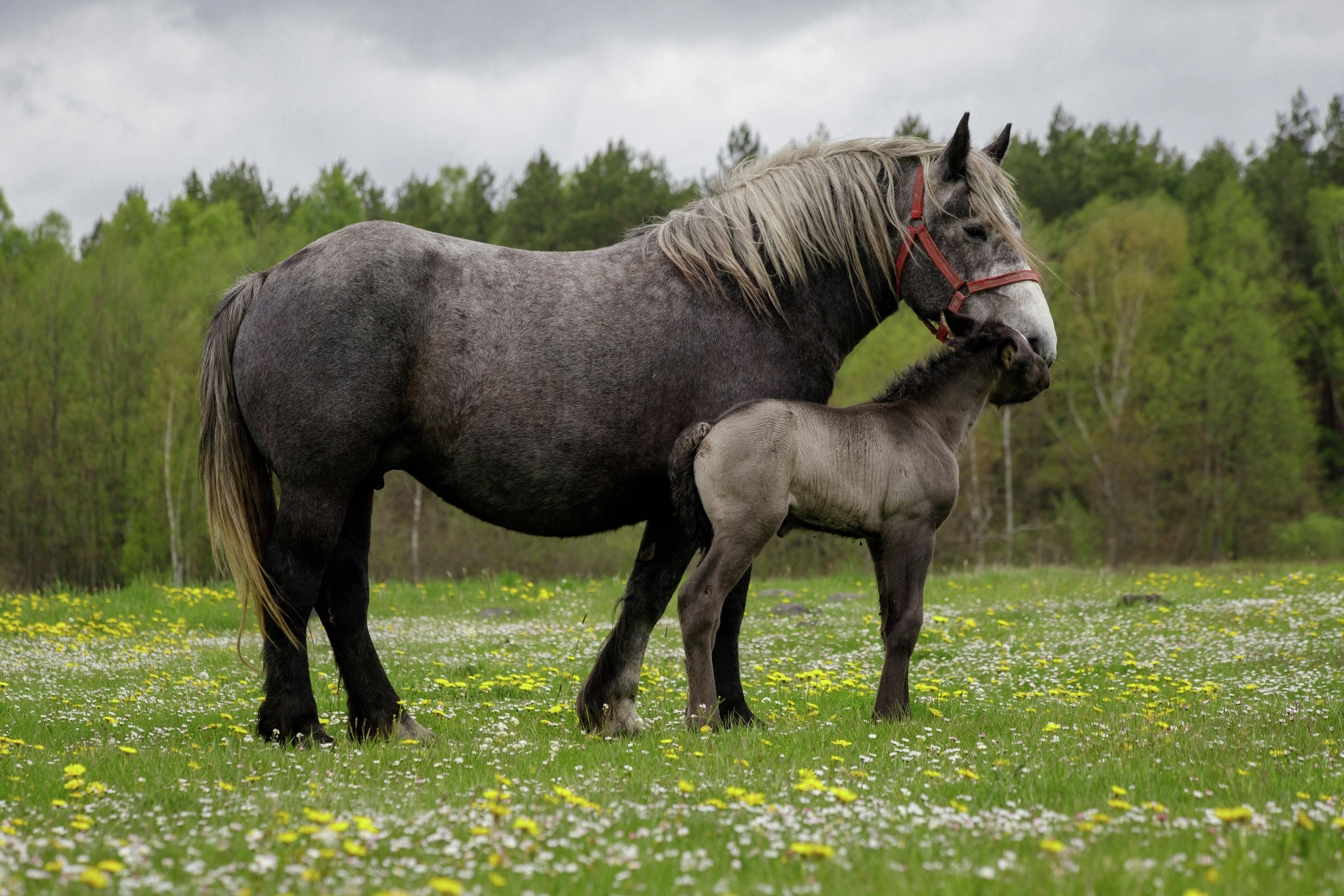 Crop Progress, World Percheron Horse Congress episode artwork