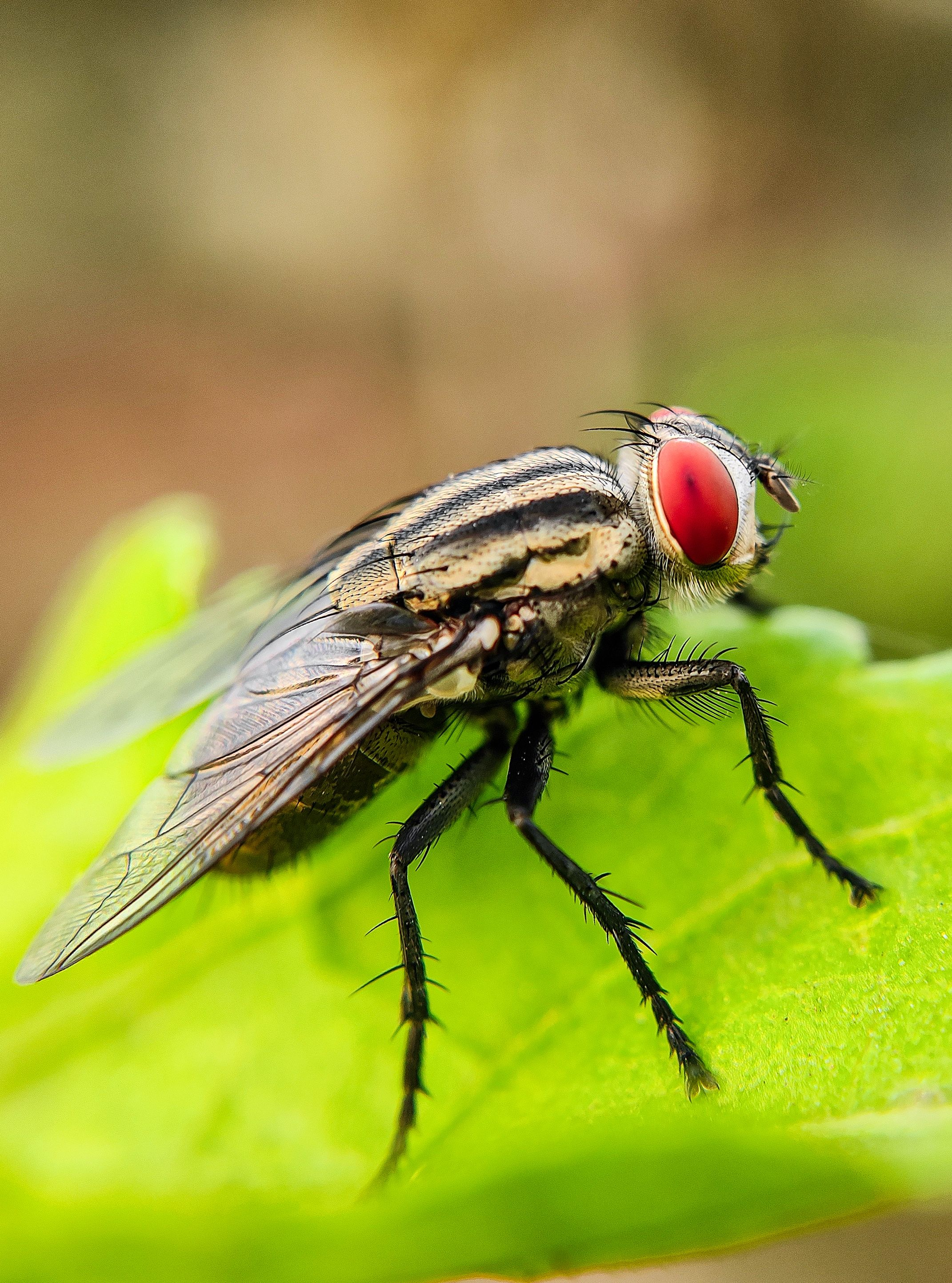 USMCA talks, WASDE, Insects, Brent Wink episode artwork