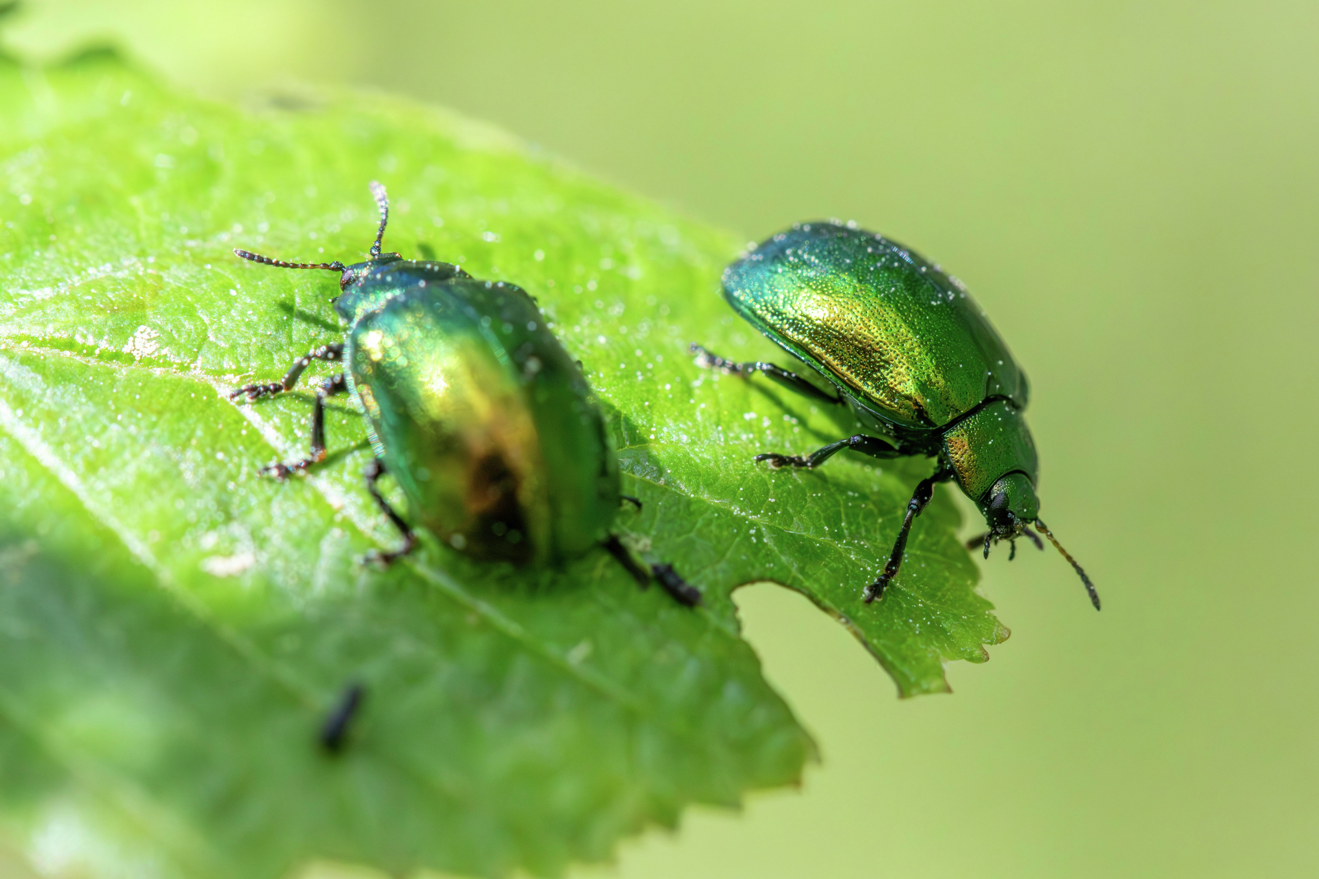 Steve Rooney, Crop Progress, Insects episode artwork