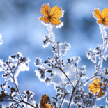 Horoskopy