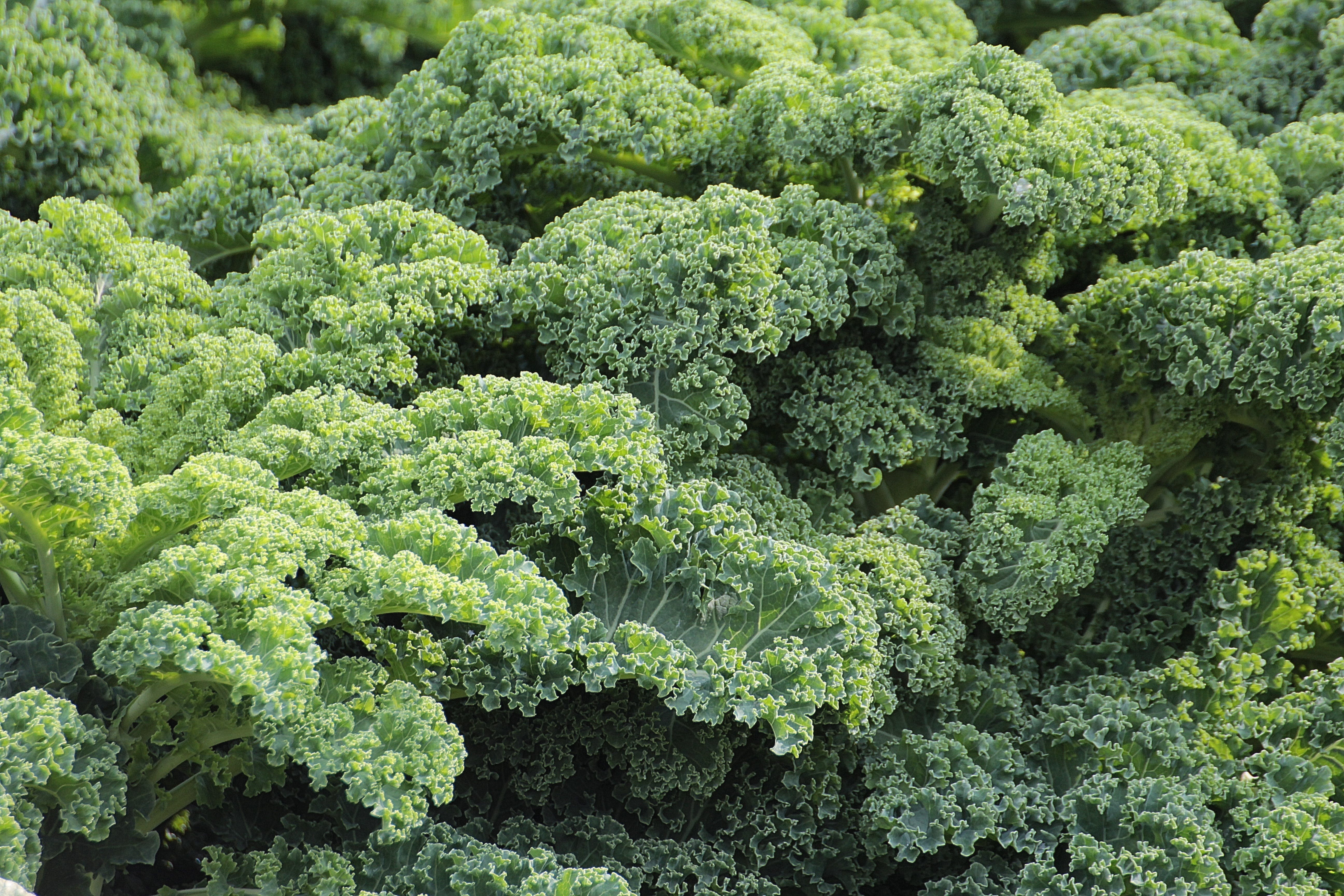 (LISTEN) Do grocery stores order extra kale in January?