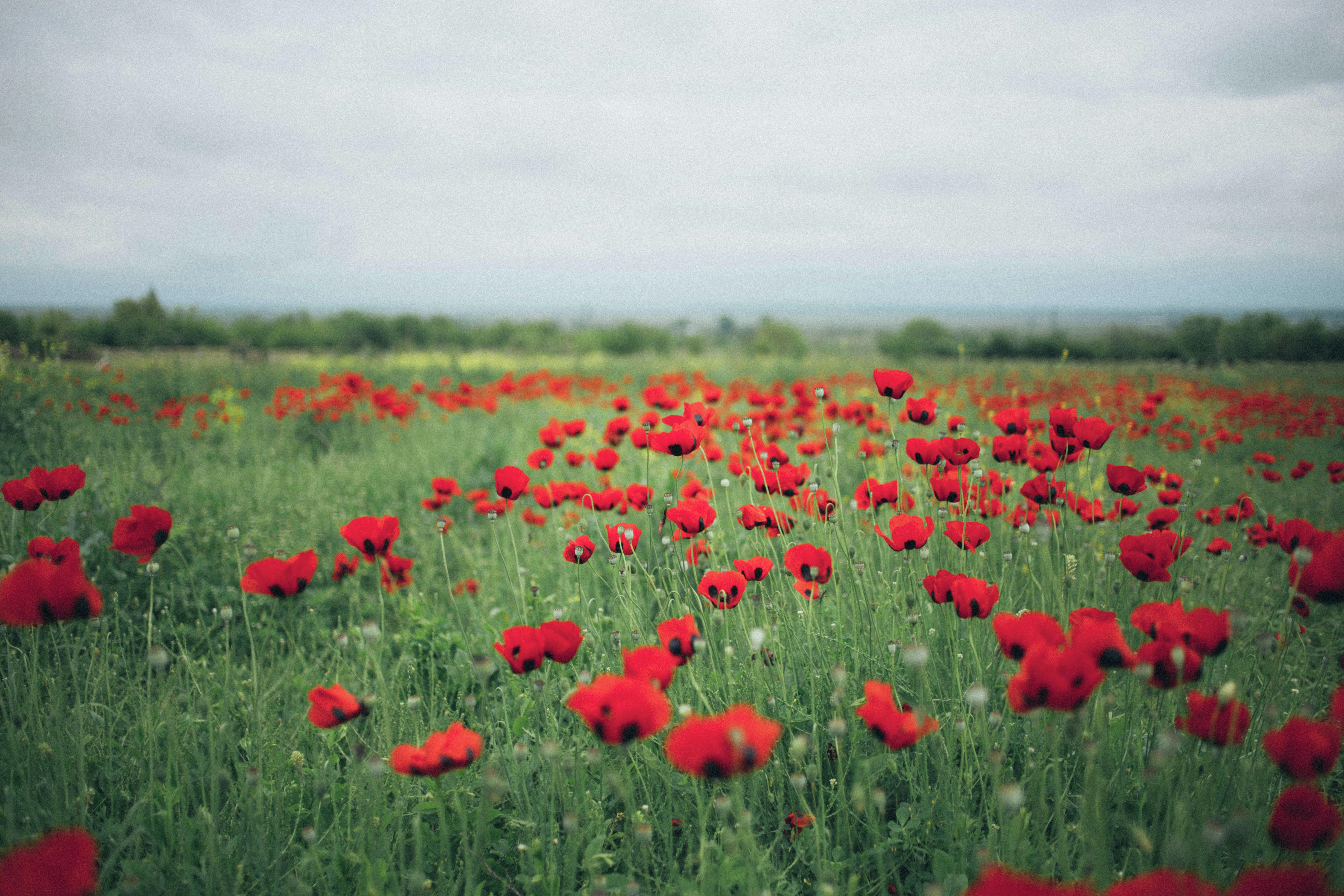 Meat Alternatives - Protest - Good looks get you jobs? - Poppies