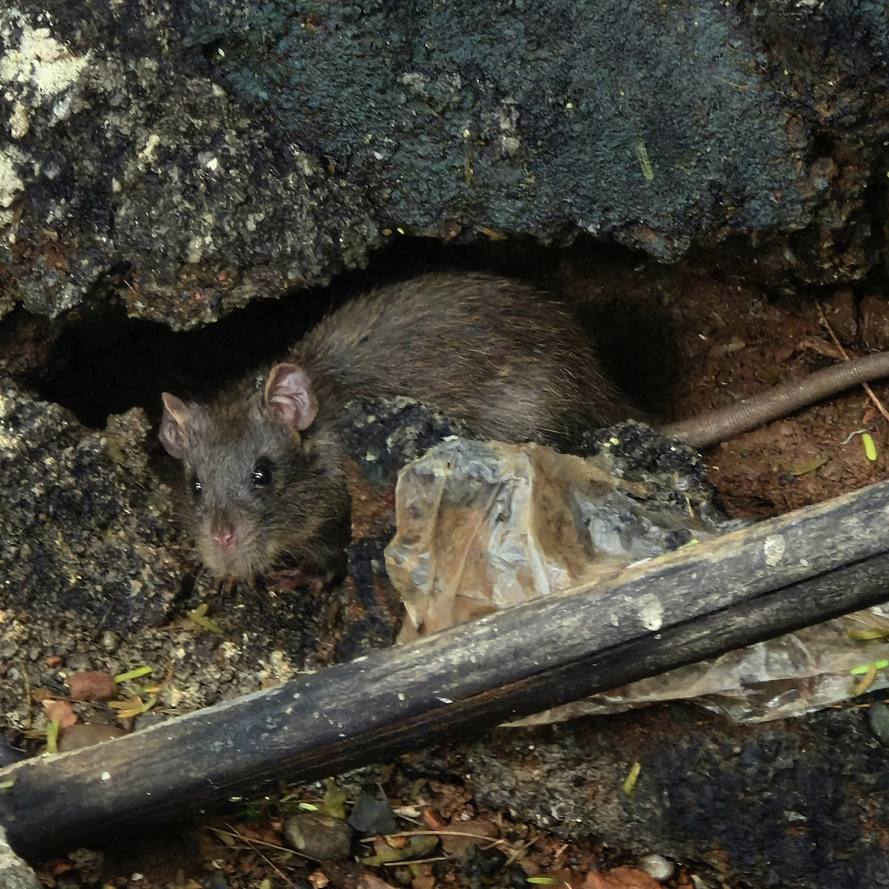 Party for Two - Interest Rates - Rats in Leaside - Blue Jays