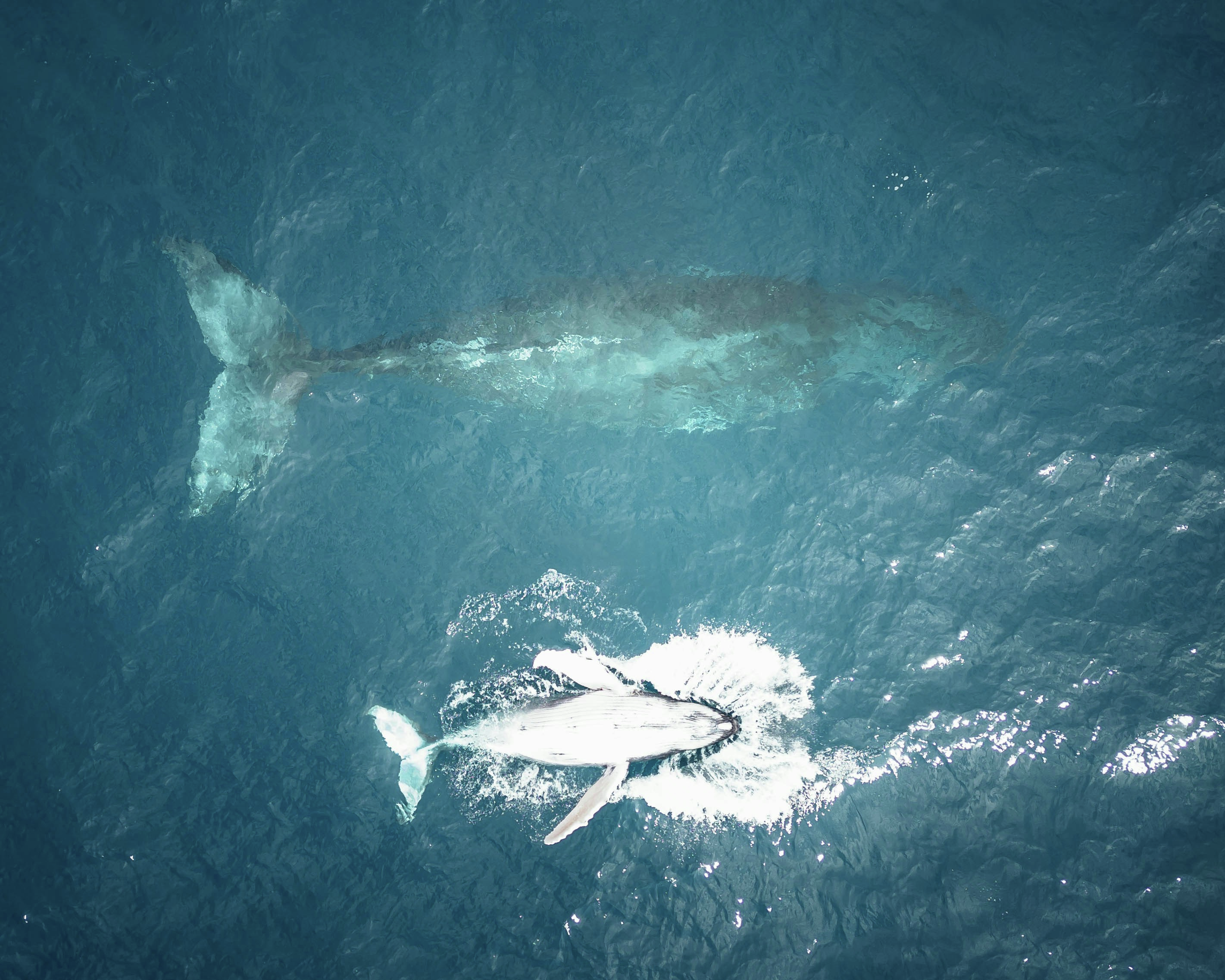 Party for Two - Whale Sanctuary Project - Bail - Touchdowns and Fumbles