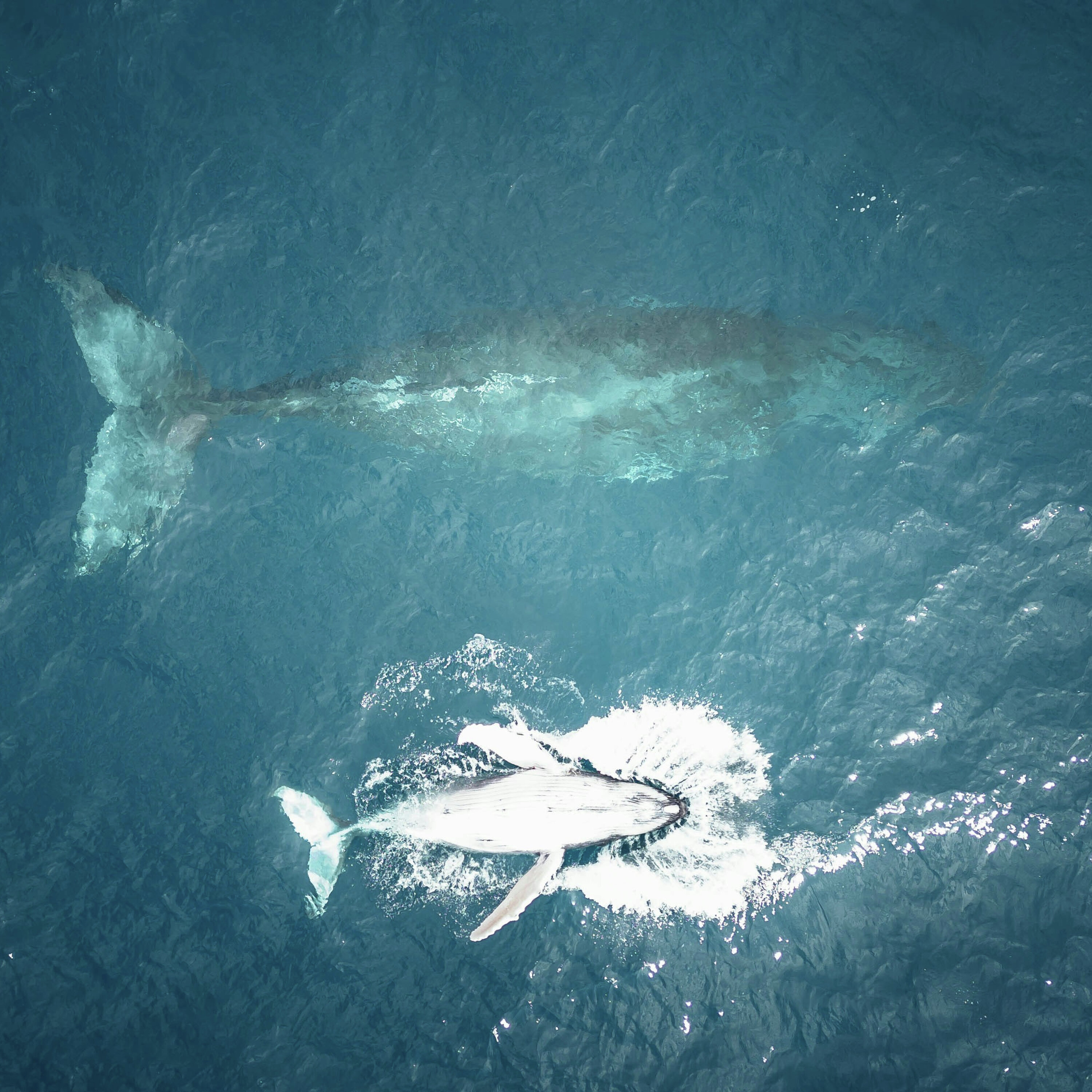 Party for Two - Whale Sanctuary Project - Bail - Touchdowns and Fumbles