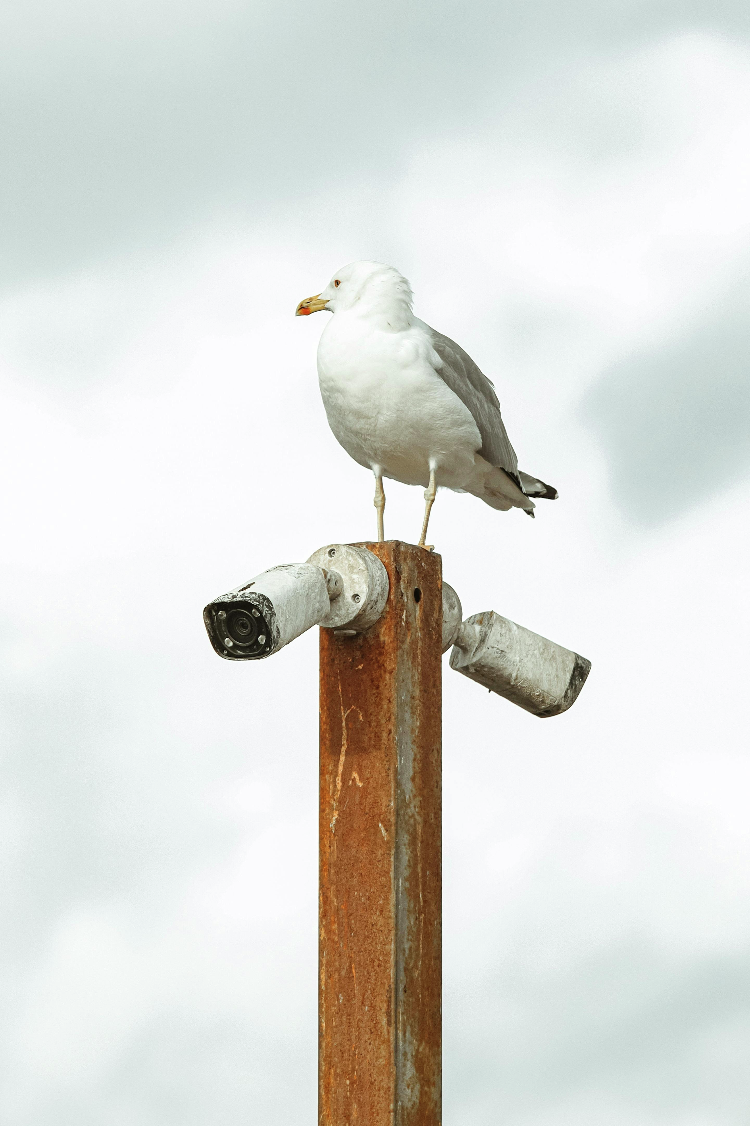 Party for Two | Aerial Surveillance System | Your First Job | Jerry's Daughter Stops By