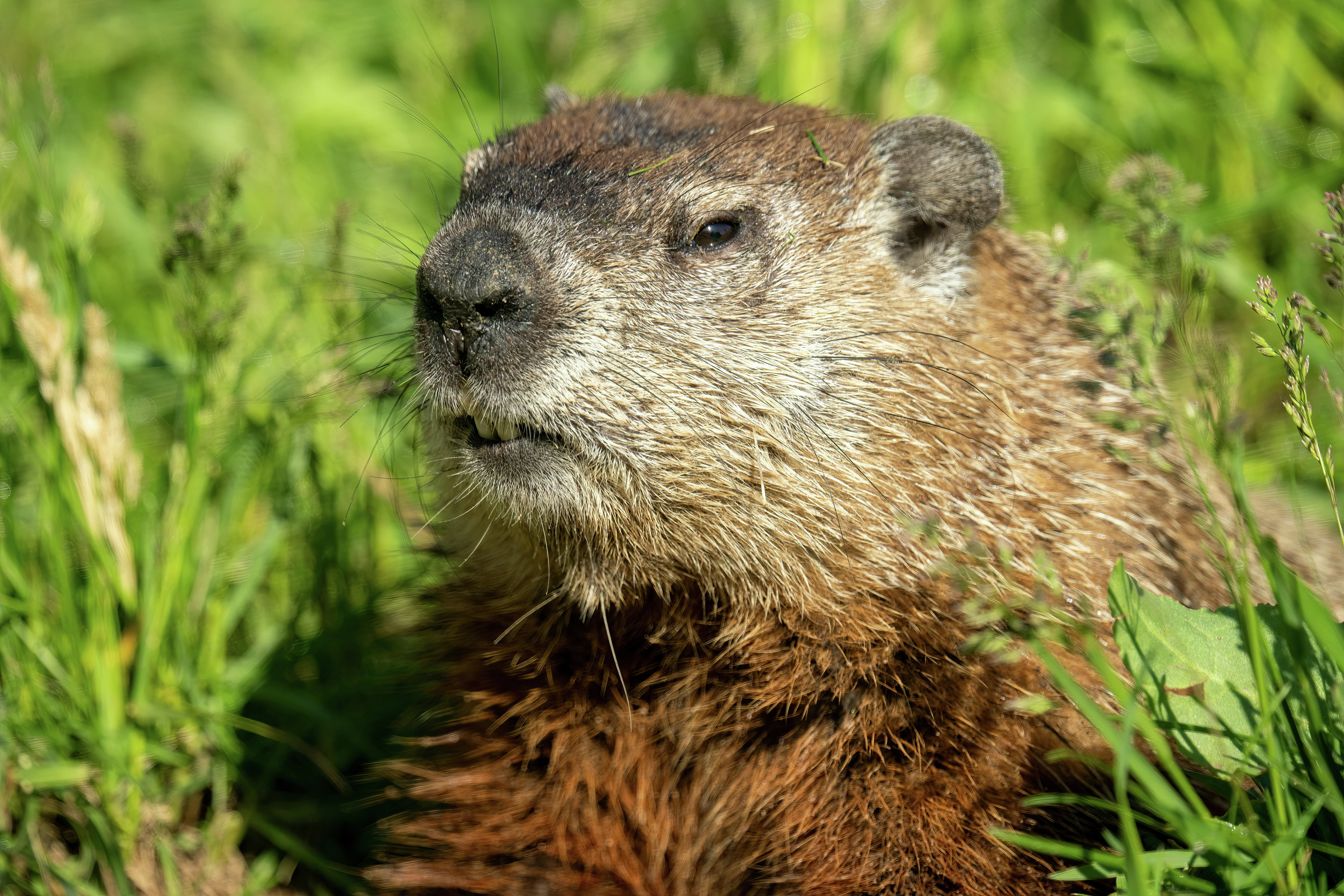 Groundhog Day  - Buying  illegal drugs online in Canada Through Facebook Ad - The Hunt for Toronto's next great Idea