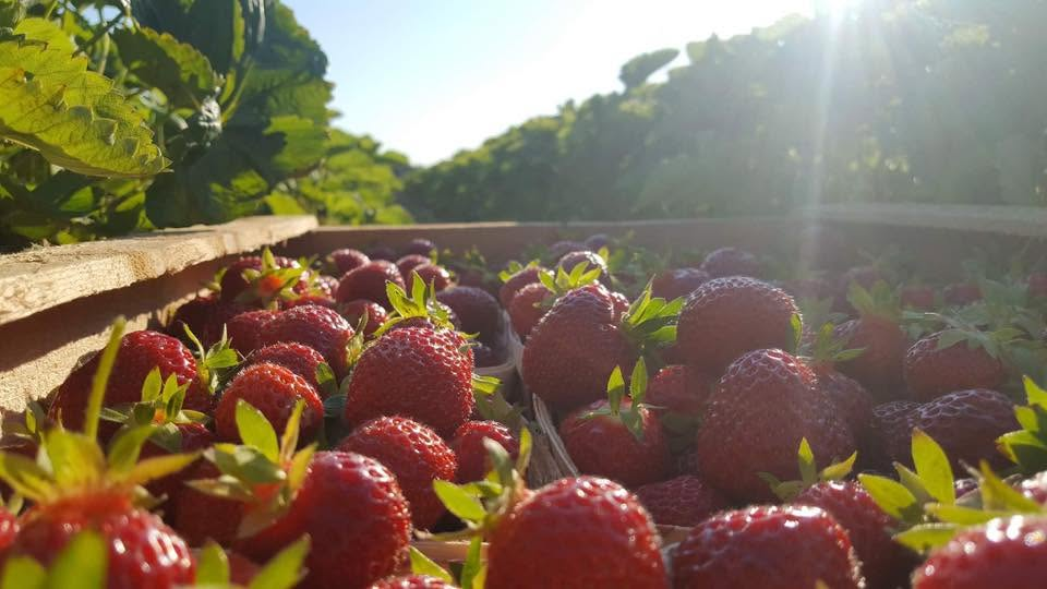 Strawberry Field Mayhem: A Nova Scotia U-Pick Forced To Shut Down! episode artwork