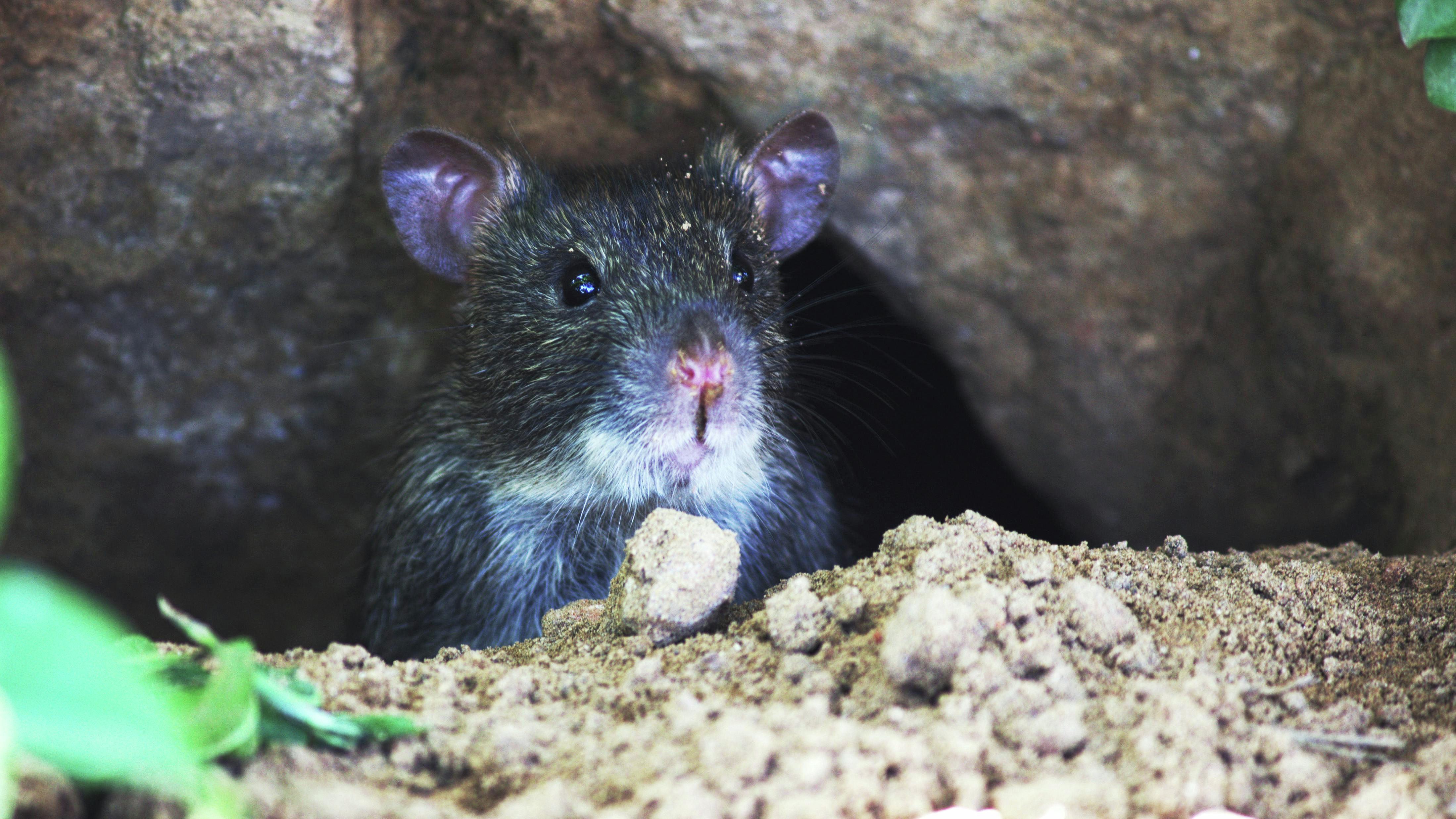 West End resident calls out Montreal's inaction over ongoing rat problem