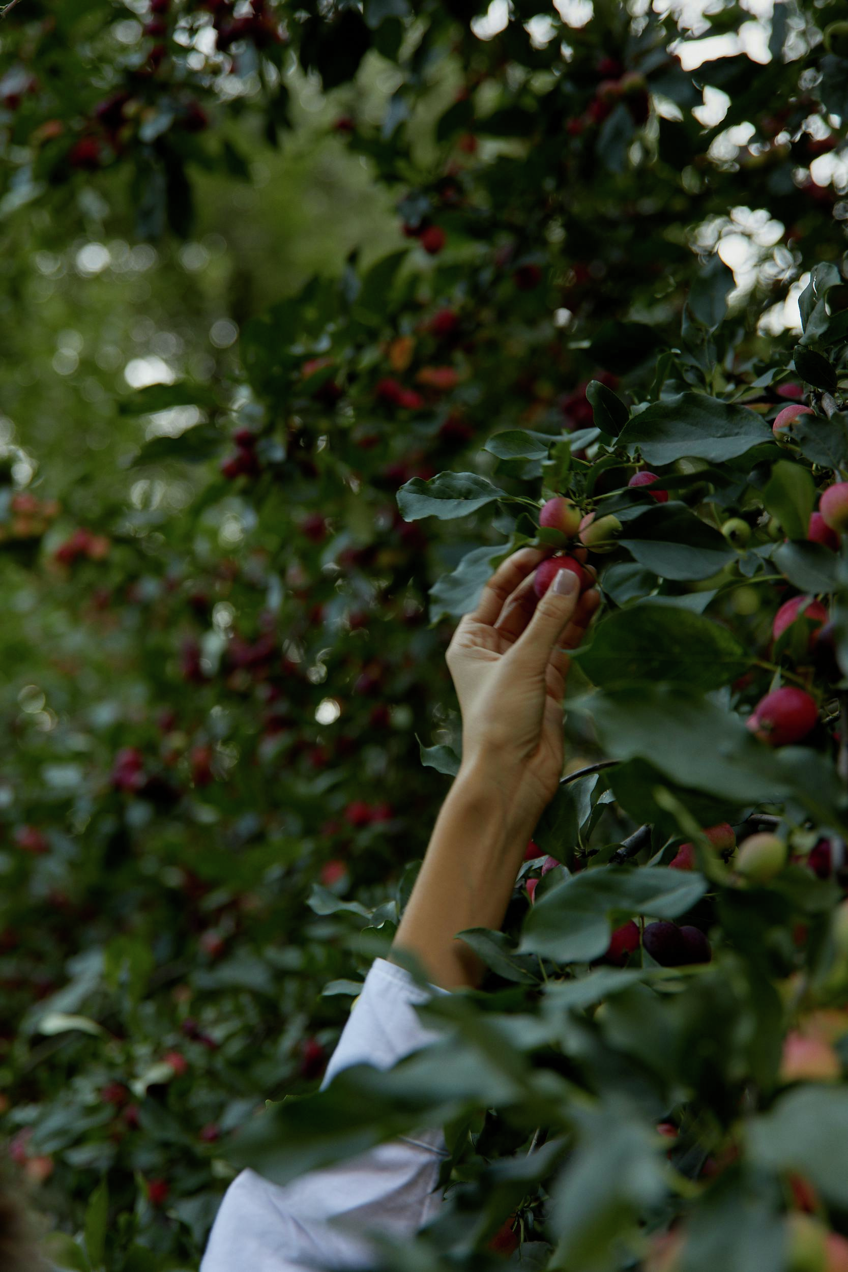 Meet the Wisconsin man who is foraging for all of his food for an entire year