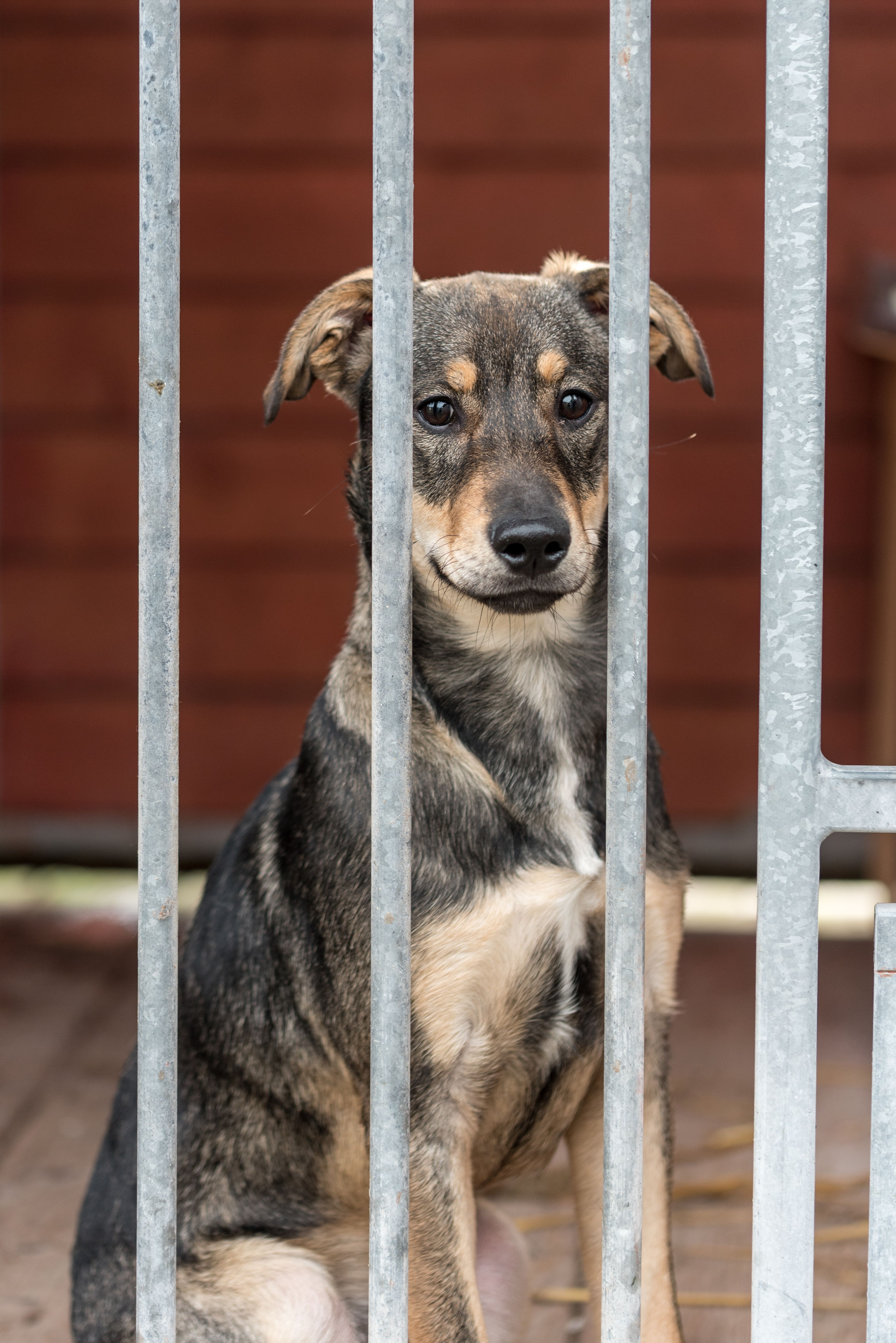 Animal shelter in Montreal says its taking in 25 pets a day even after Moving Day episode artwork