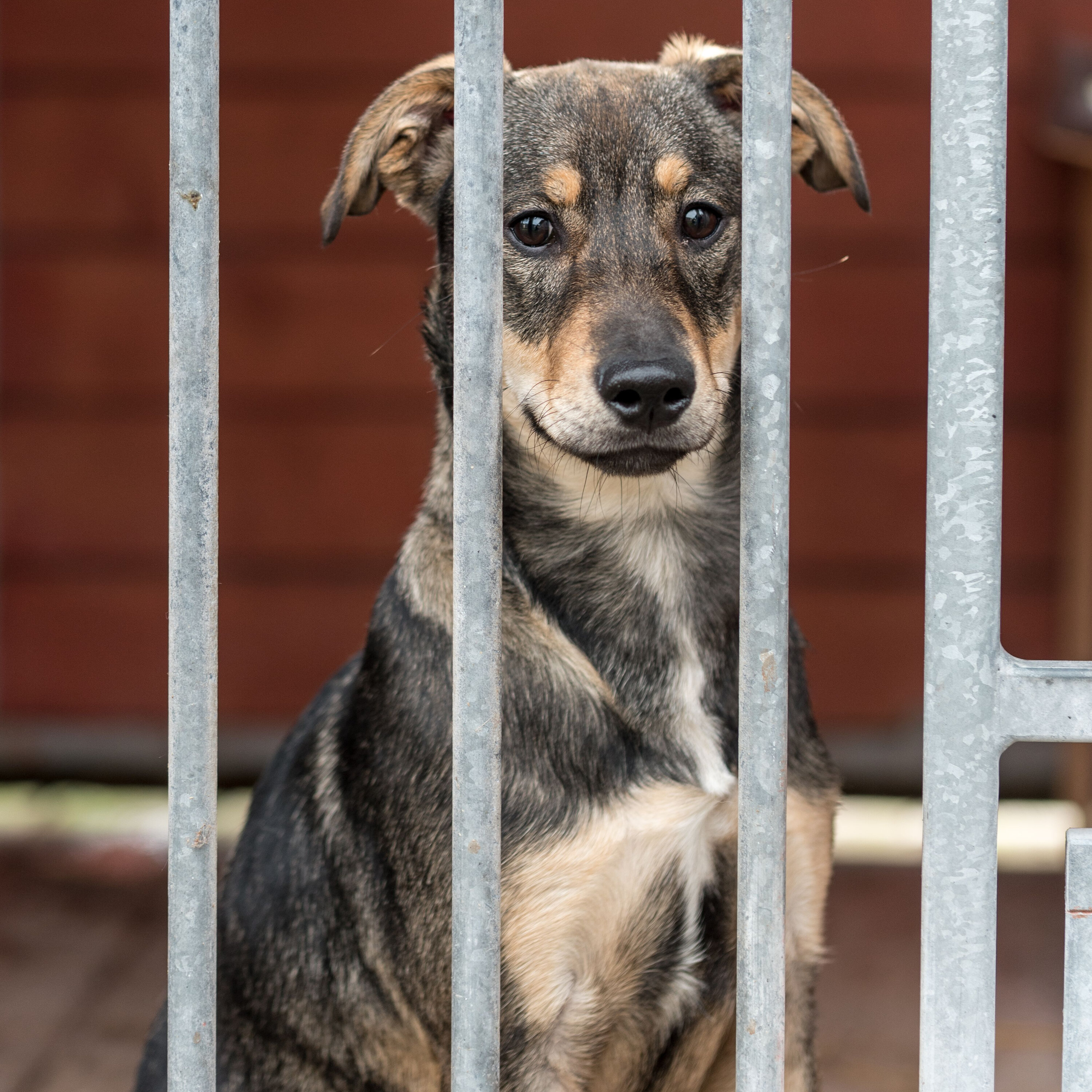 Animal shelter in Montreal says its taking in 25 pets a day even after Moving Day
