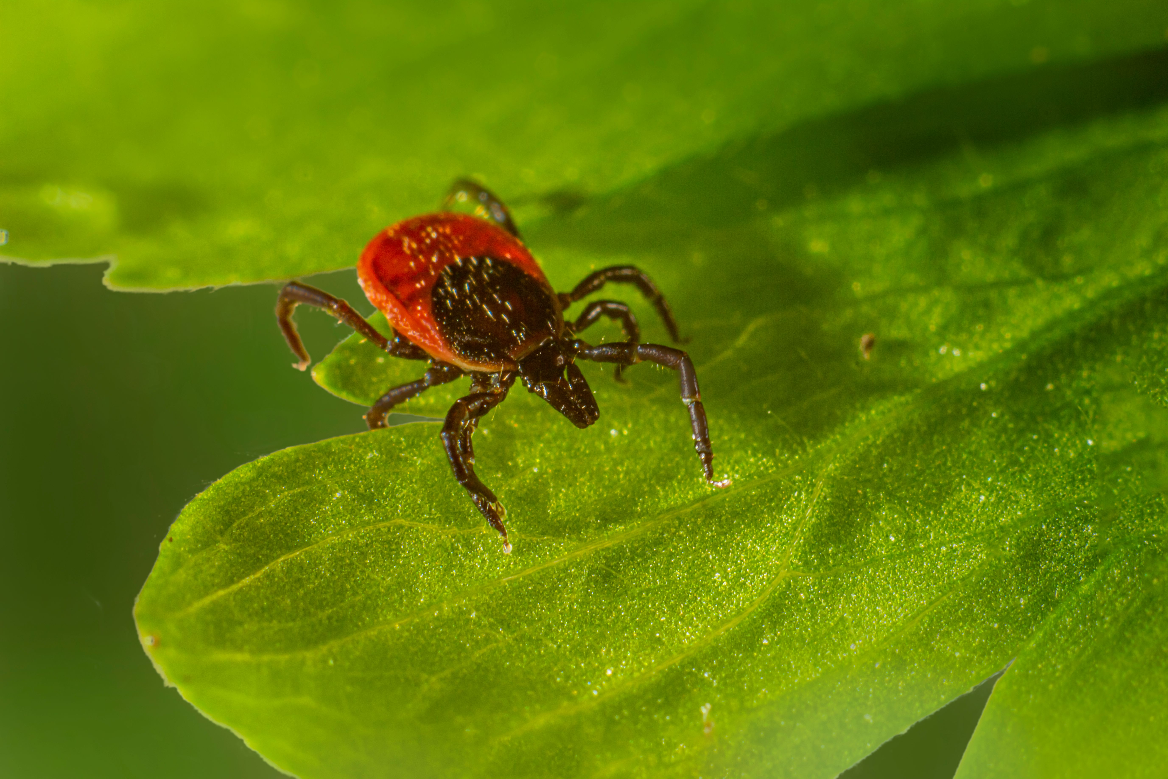 There’s been an explosion of a parasitic infection in the United States…. What’s causing it? And, should we be worried?