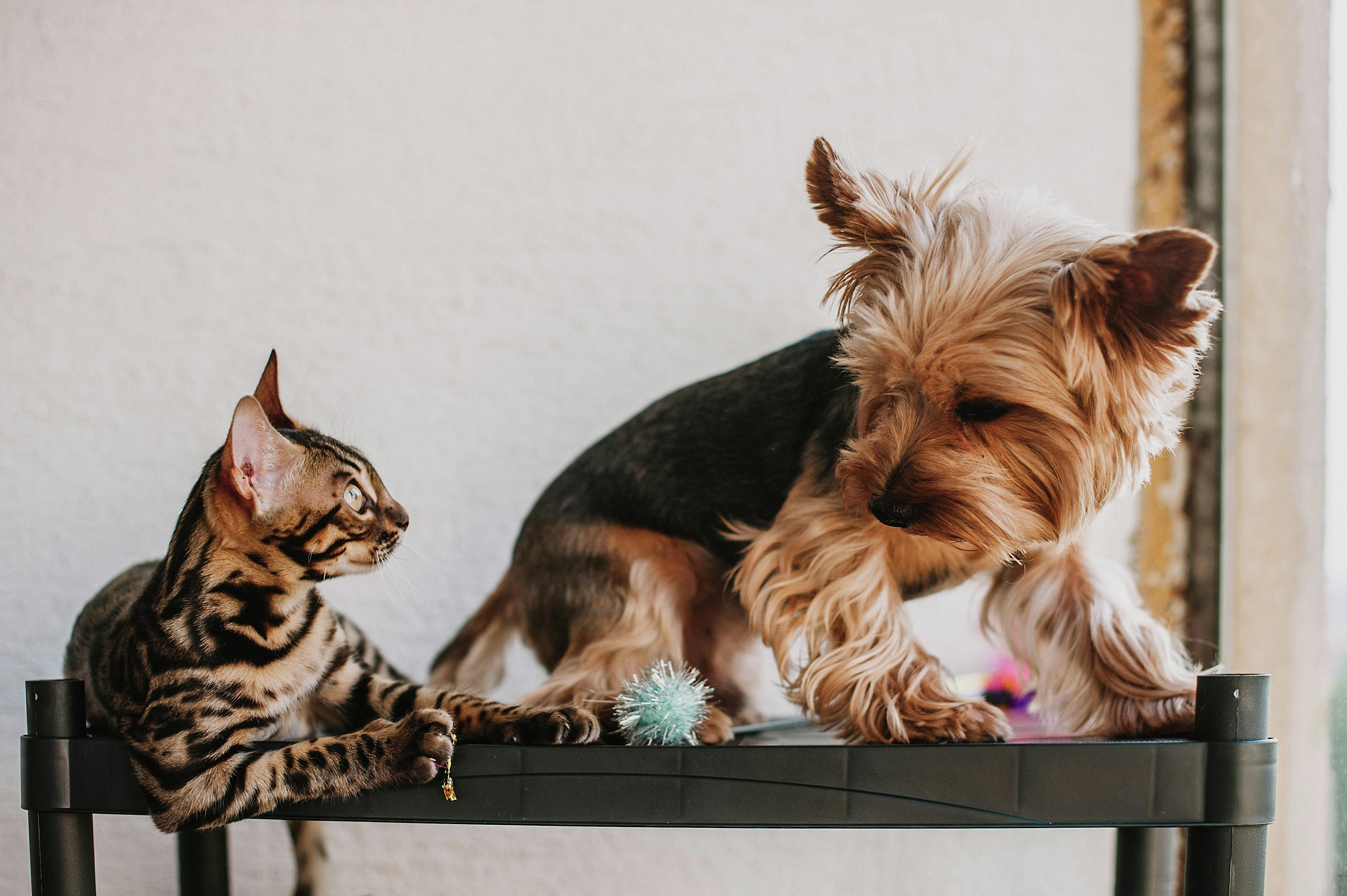 No-pet clauses violate the Charter rights, says Quebec’s housing tribunal