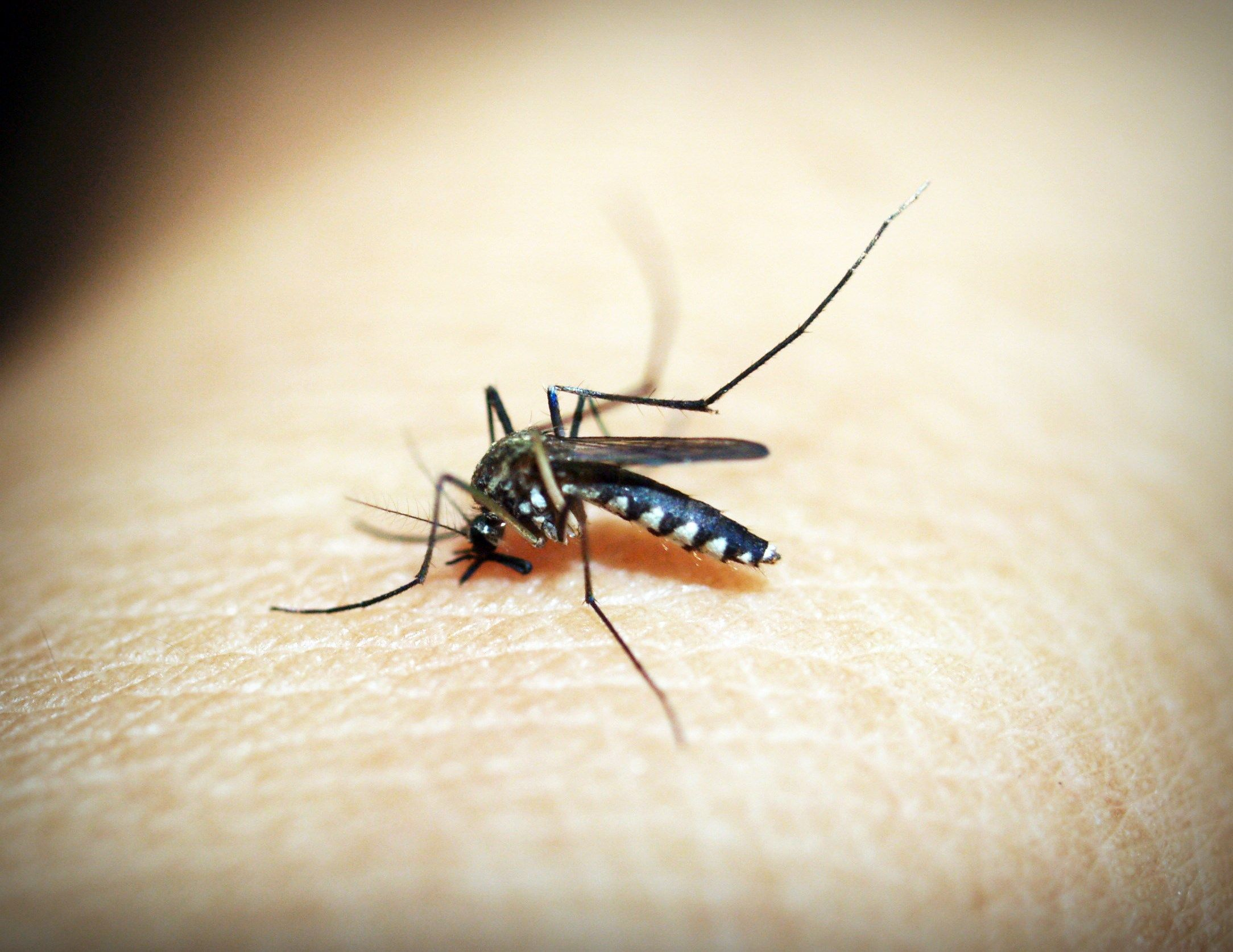 Why does soggy, rainy weather attract more mosquitoes? episode artwork
