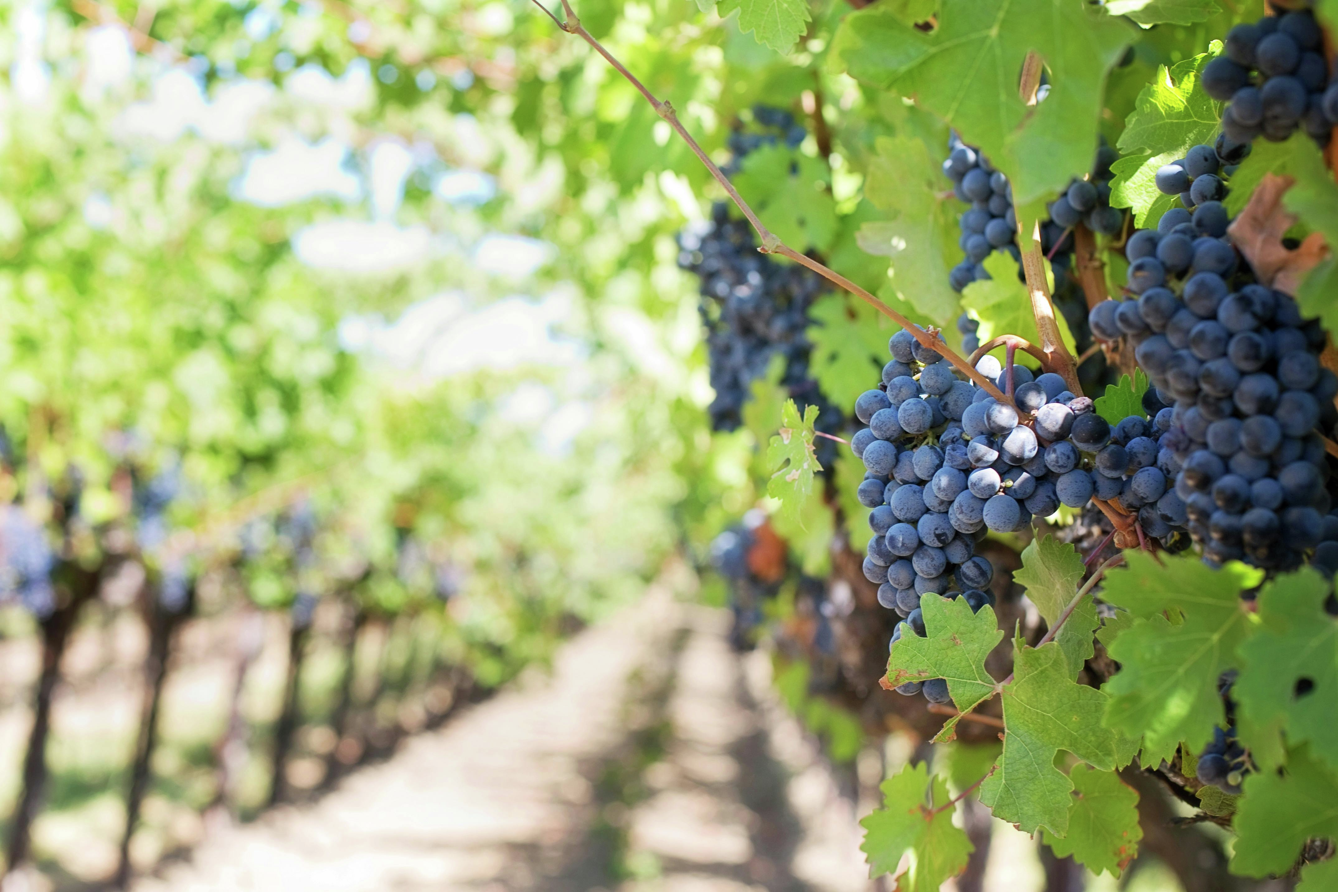 Check out Mandi's wines of the week ahead of the long weekend!
