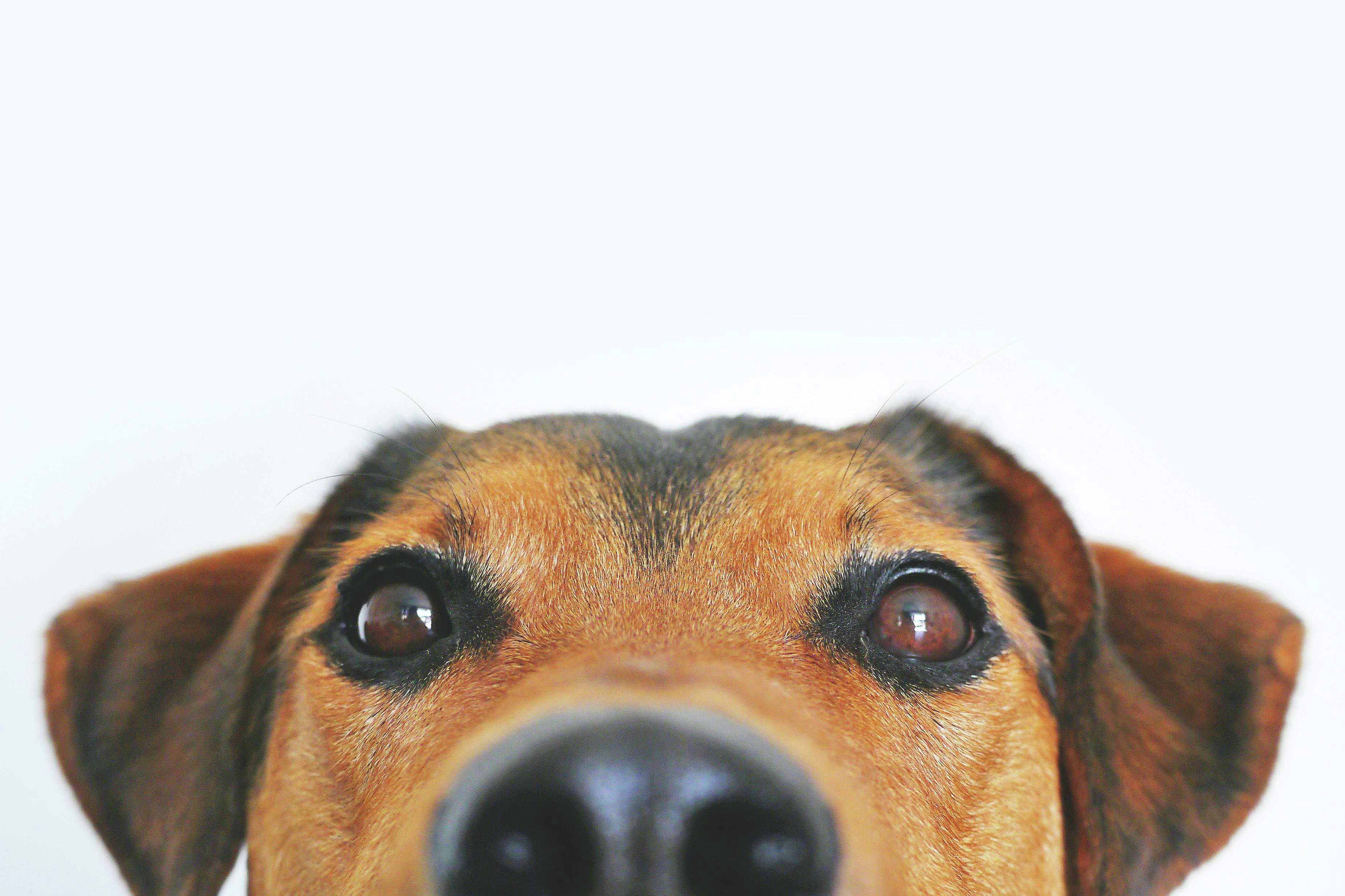 U.S. eases new border rules for dogs from Canada