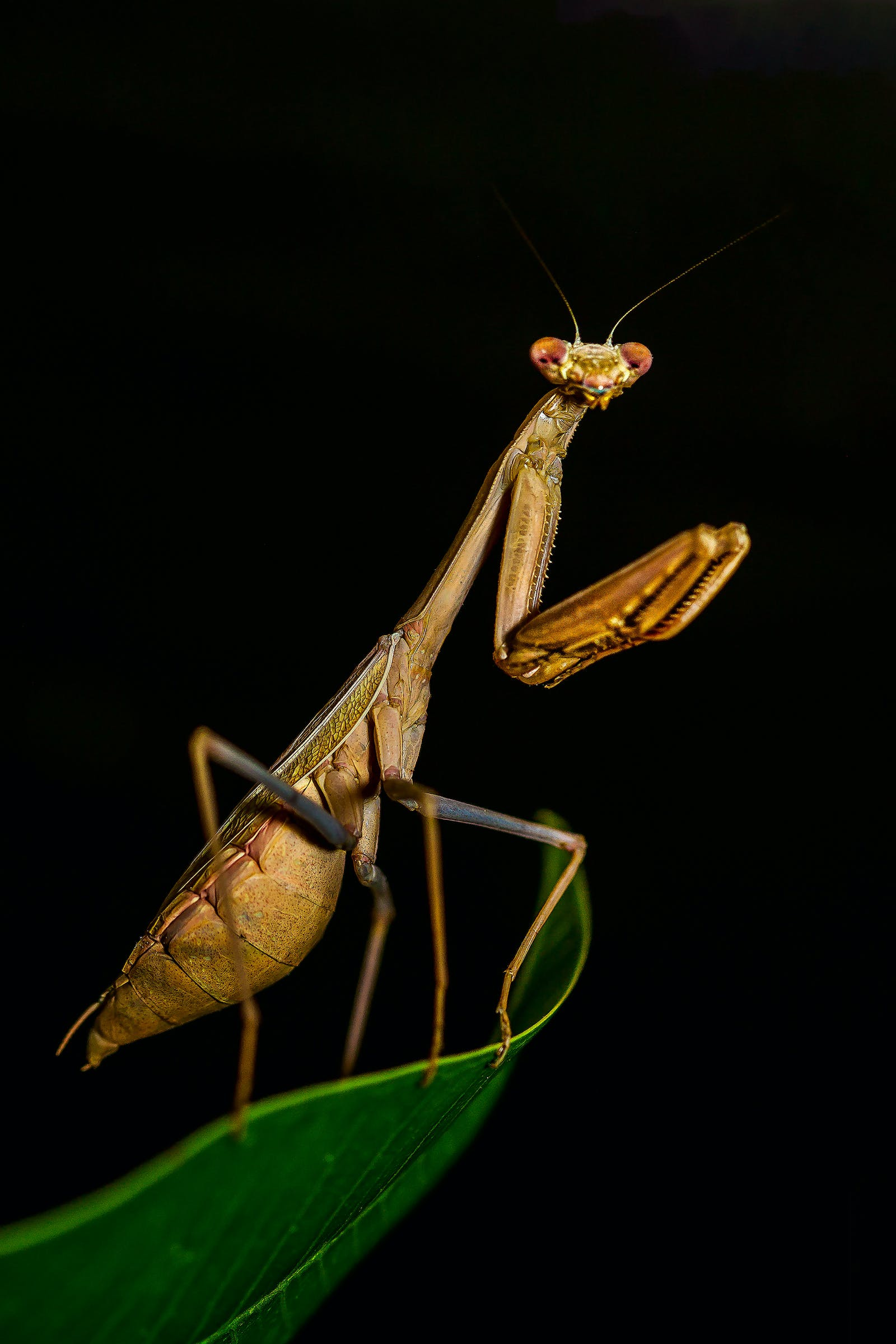 Are bugs the food of the future?