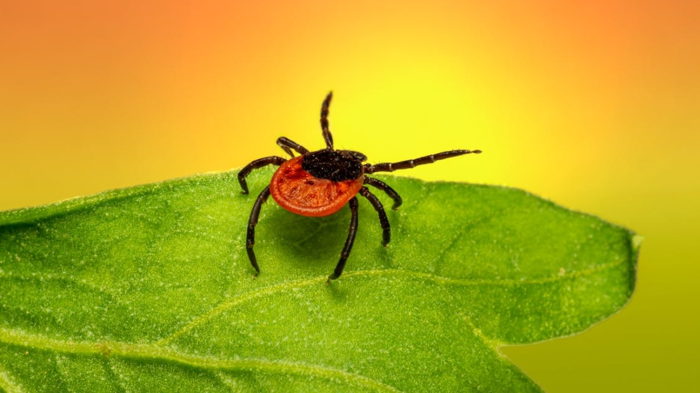 A new 'aggressive biter' tick in Quebec could be cause for concern