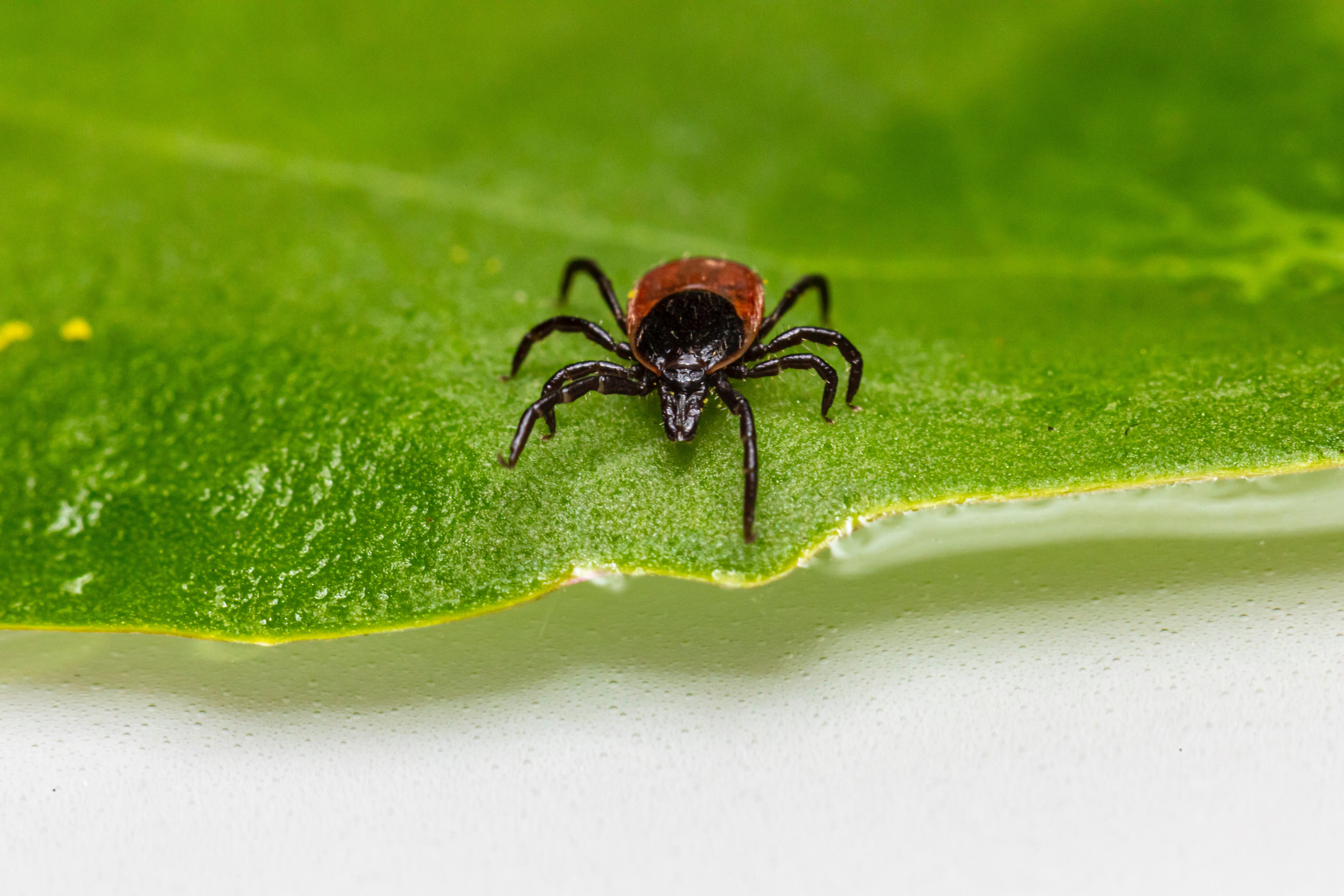 How to protect yourself against Lyme disease and ticks this summer
