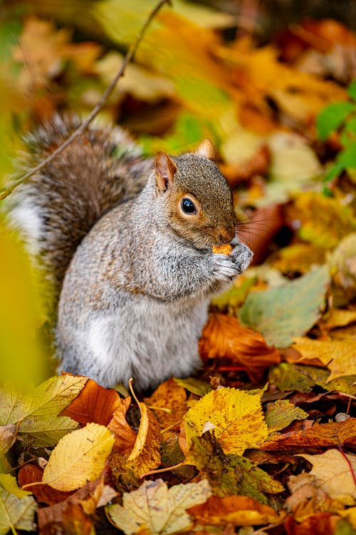 Bird watchers are common, but have you ever heard of squirrel watchers?