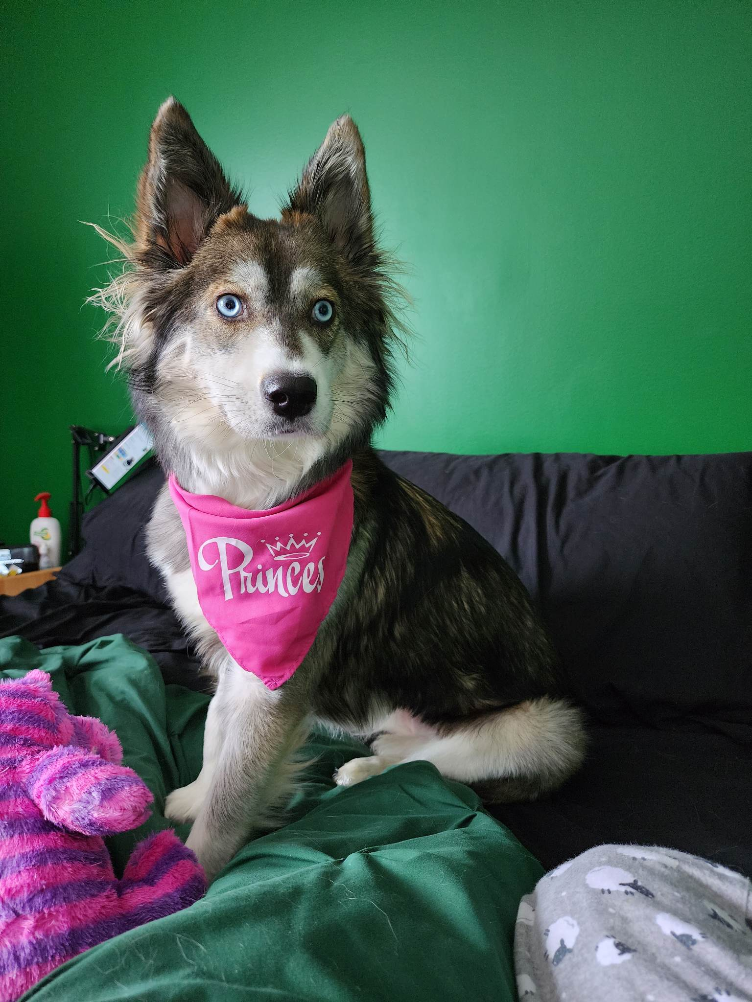 This condo owner is being forced to choose between her dog and her home