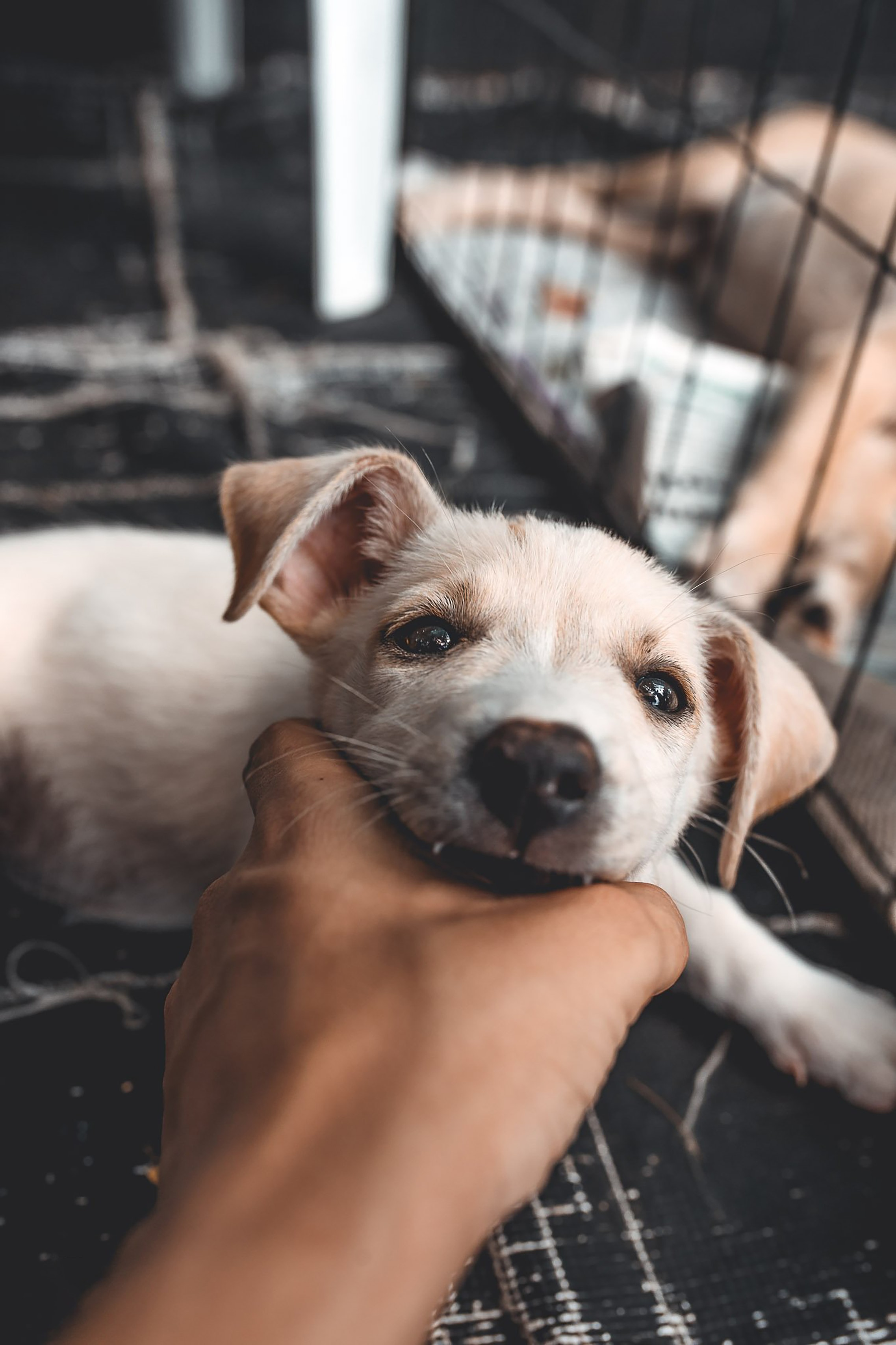 Montreal SPCA placed over 80 animals during their recent adoption blitz