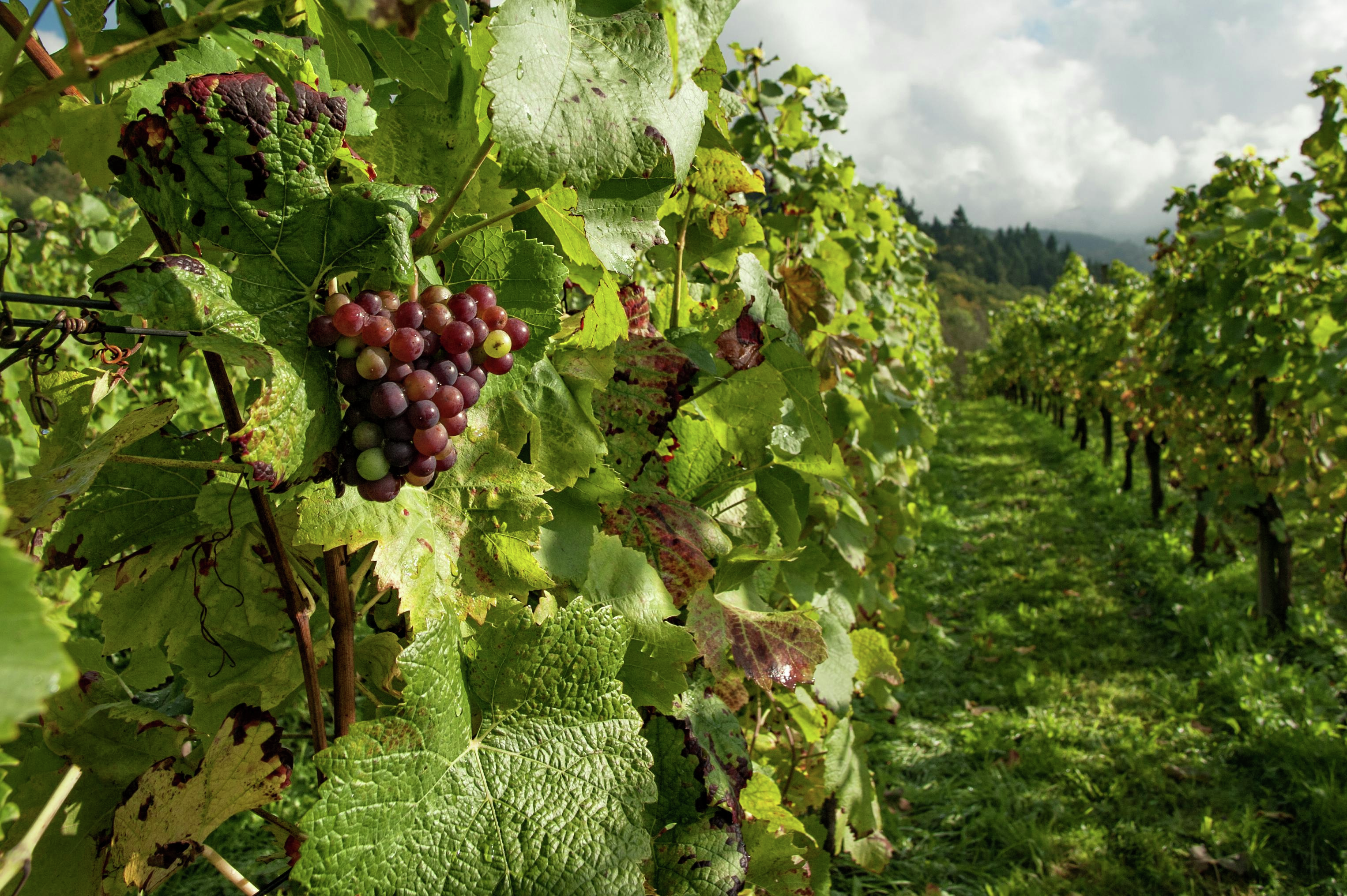 One of the top Canadian voices in wine to explore the fascinating Riesling grapes