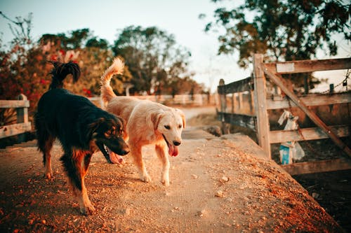 An app for Montreal area dog owners to meet up in real life